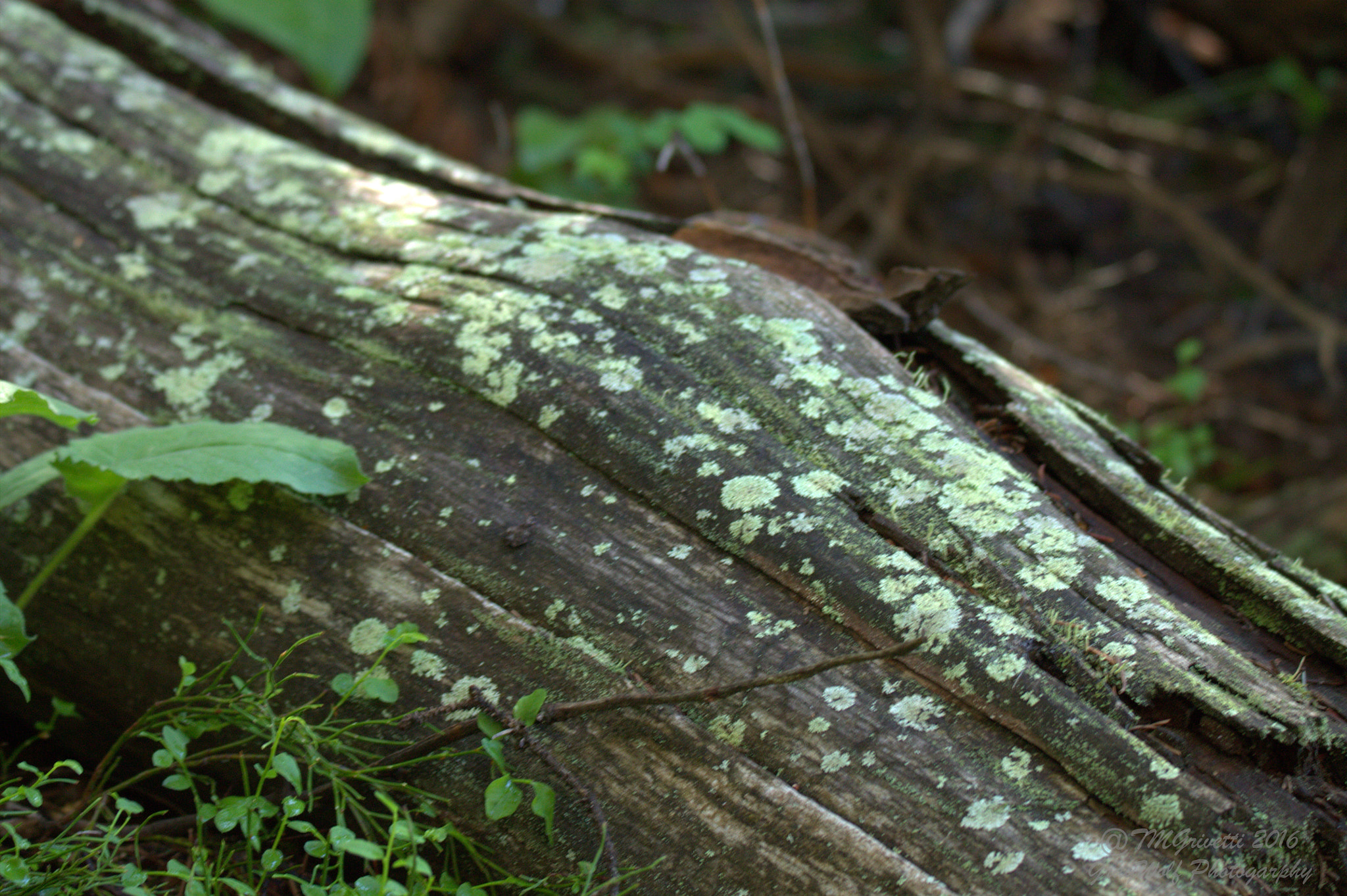 Tamron SP 150-600mm F5-6.3 Di VC USD sample photo. Lichen coverage photography