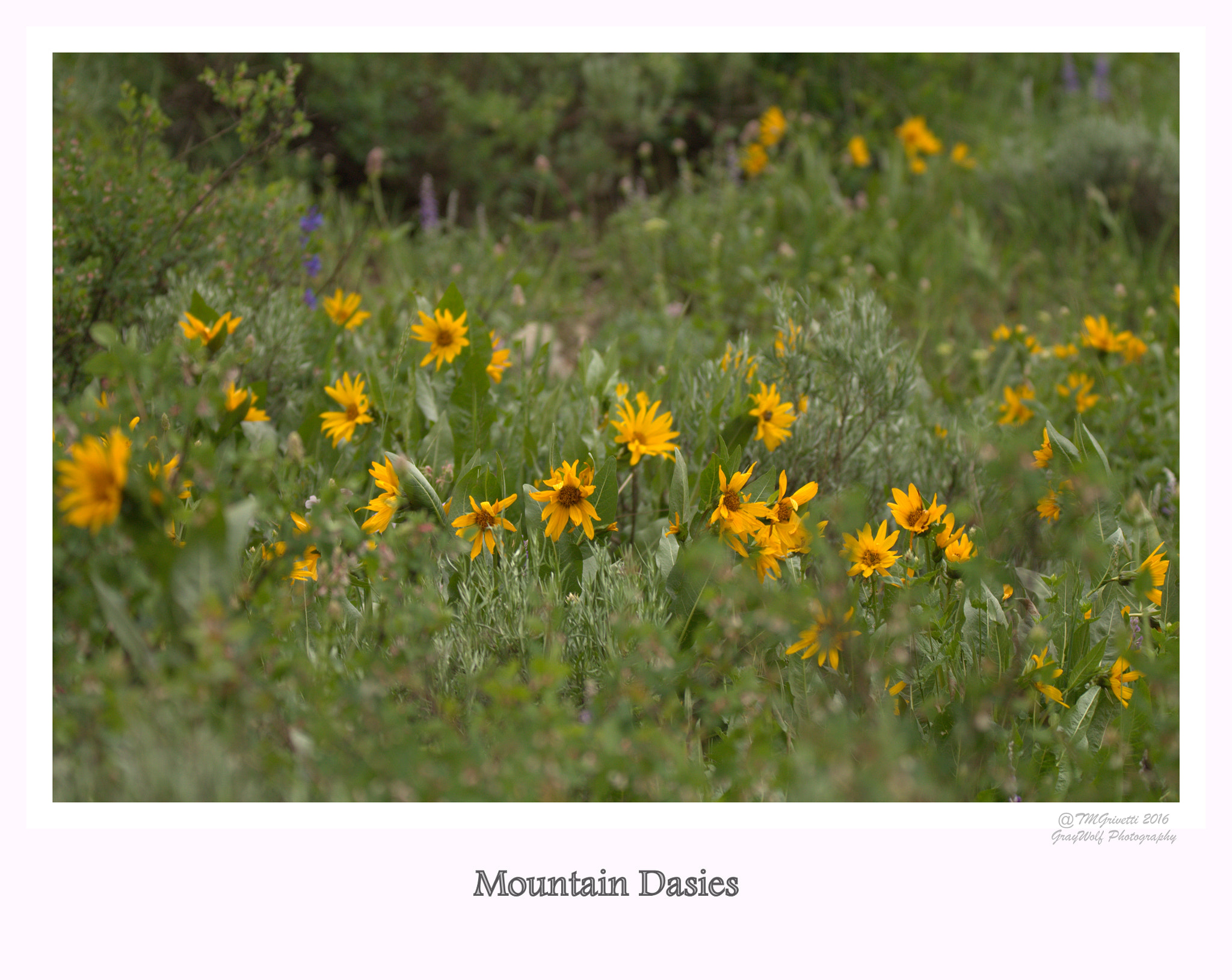 Tamron SP 150-600mm F5-6.3 Di VC USD sample photo. Mountain daisies photography