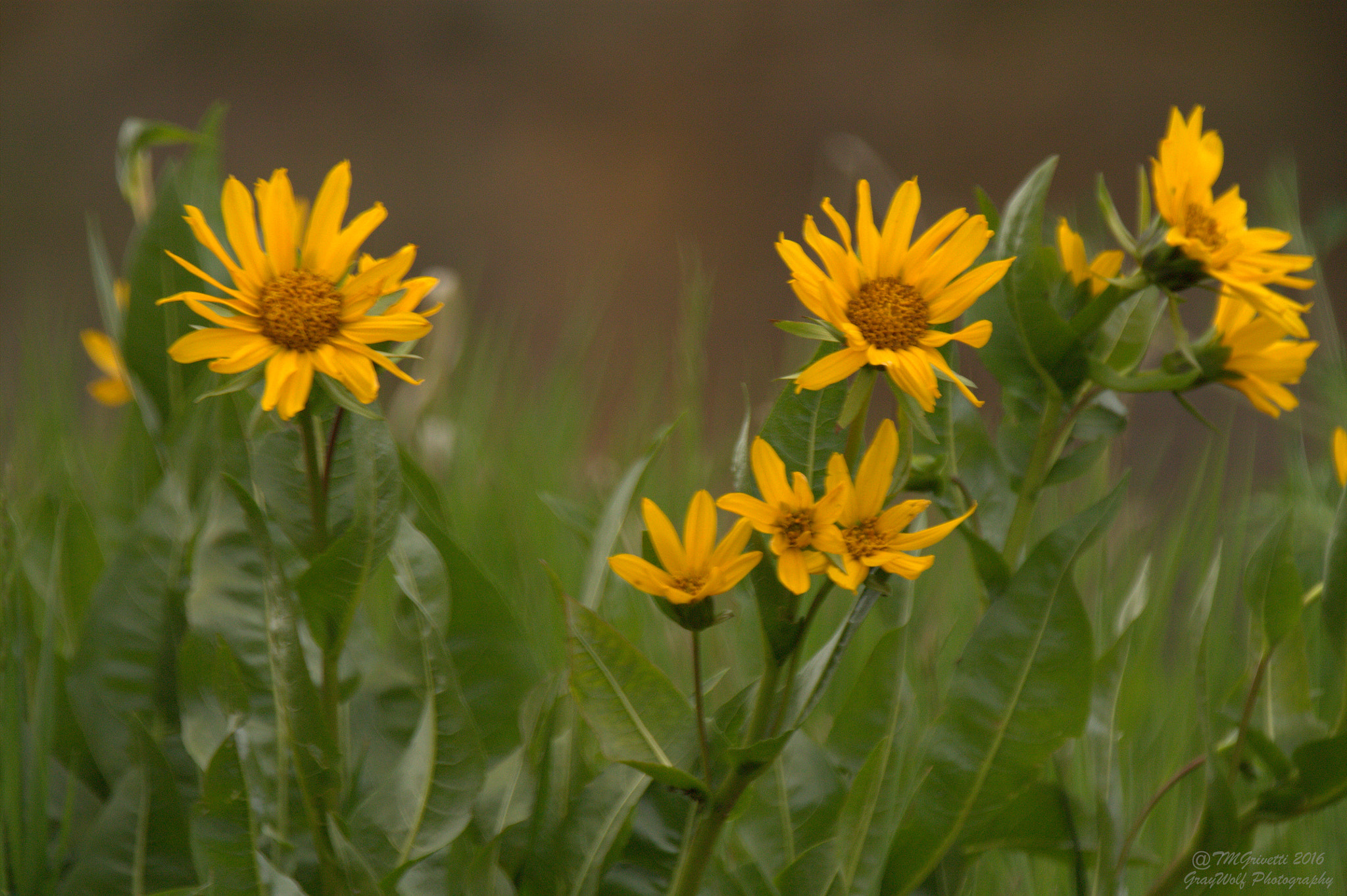 Tamron SP 150-600mm F5-6.3 Di VC USD sample photo. Worshiping the sun photography
