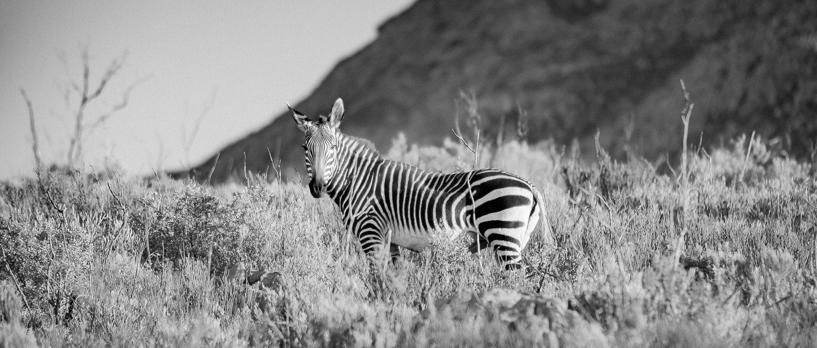 Canon EF 70-200mm F2.8L IS II USM sample photo. Cape mountain zebra b&w photography