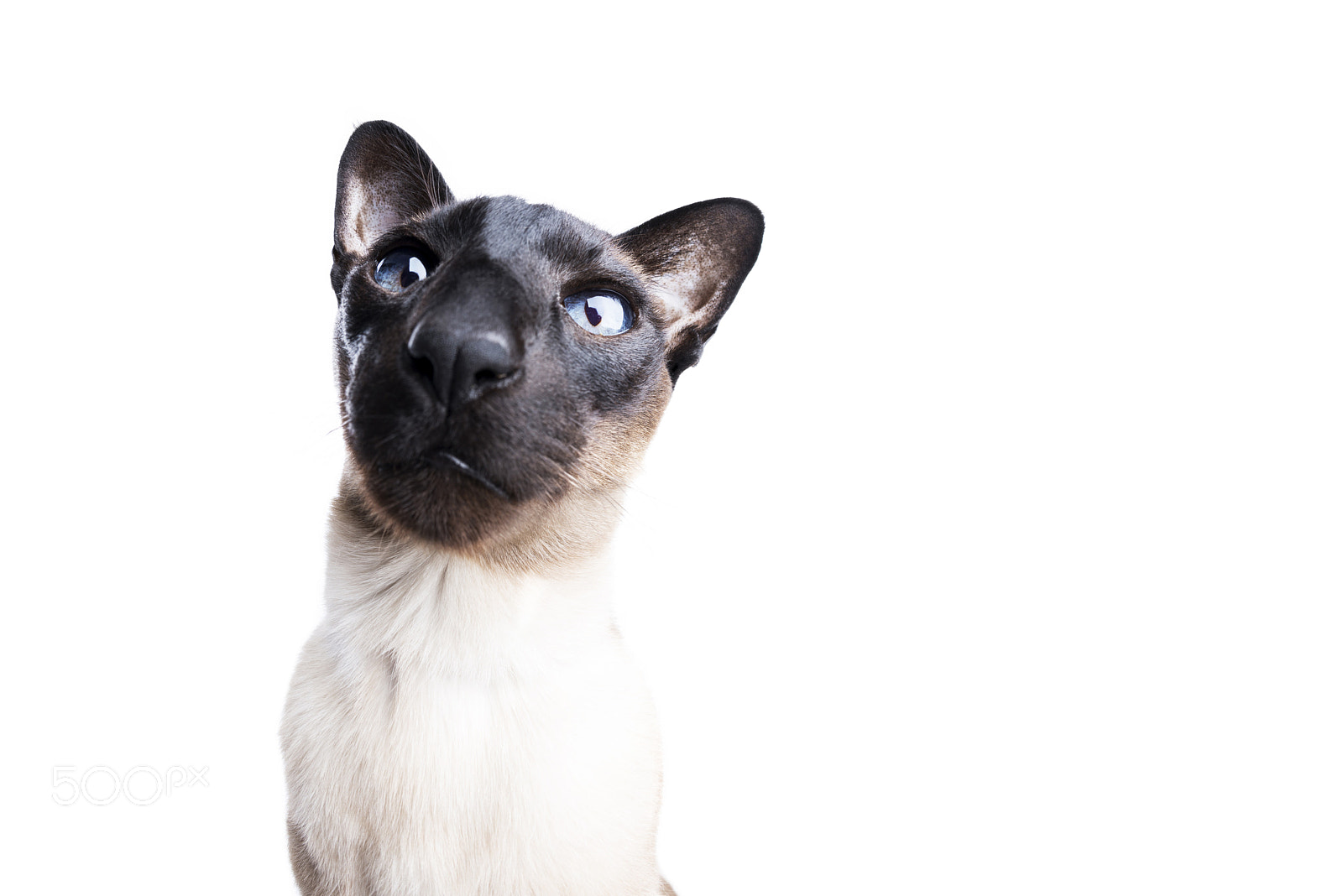 Nikon D800 + Nikon AF Fisheye-Nikkor 16mm F2.8D sample photo. Siamese snout photography