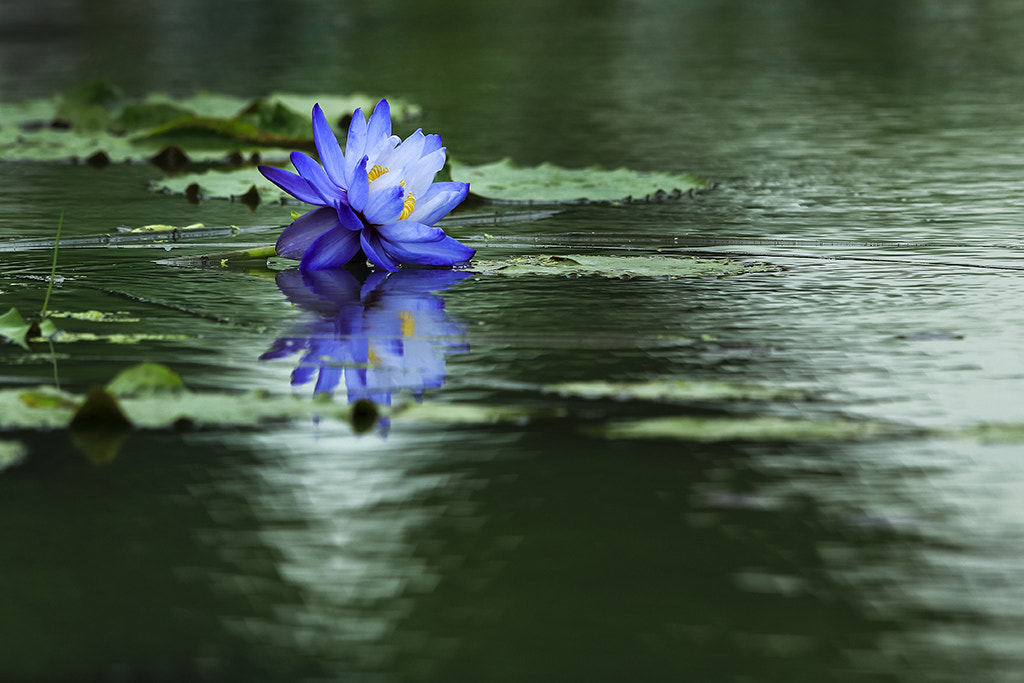 Canon EF 400mm F2.8L IS II USM sample photo. Trnining photography