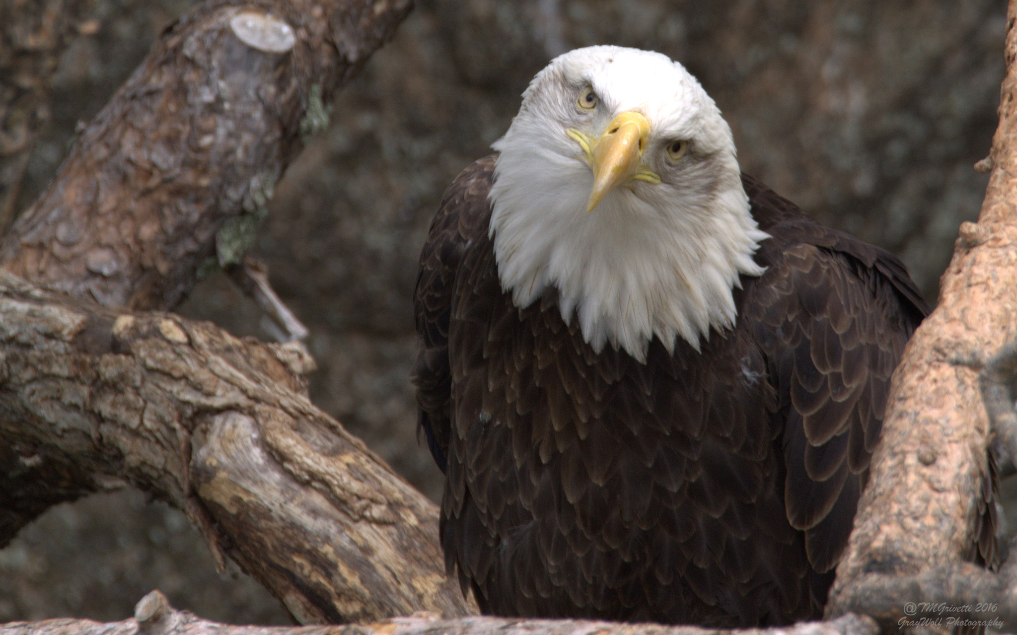 Tamron SP 150-600mm F5-6.3 Di VC USD sample photo. Freedom photography