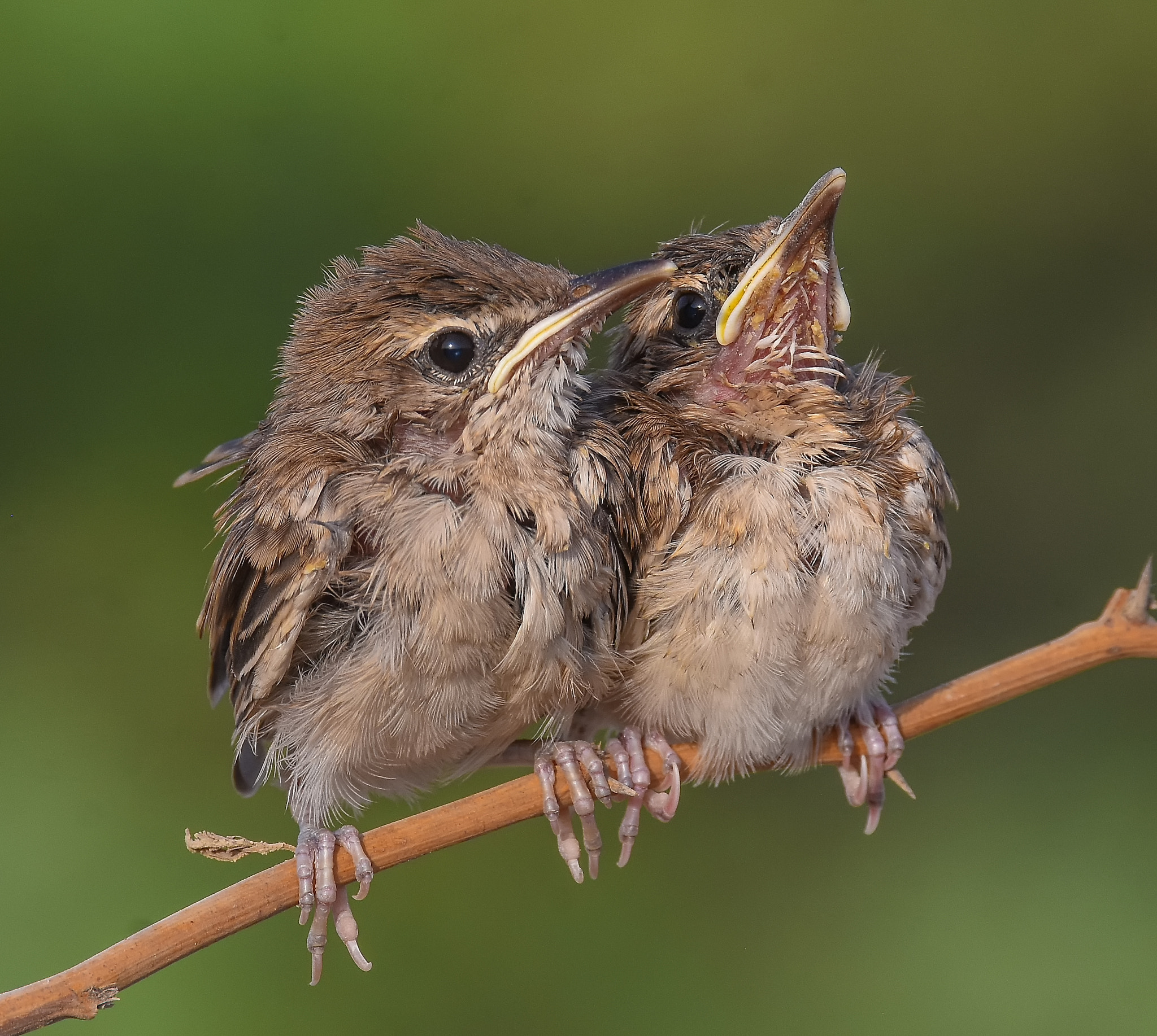 Sigma 150-600mm F5-6.3 DG OS HSM | S sample photo. Rufous-tailed bushchat chicks photography