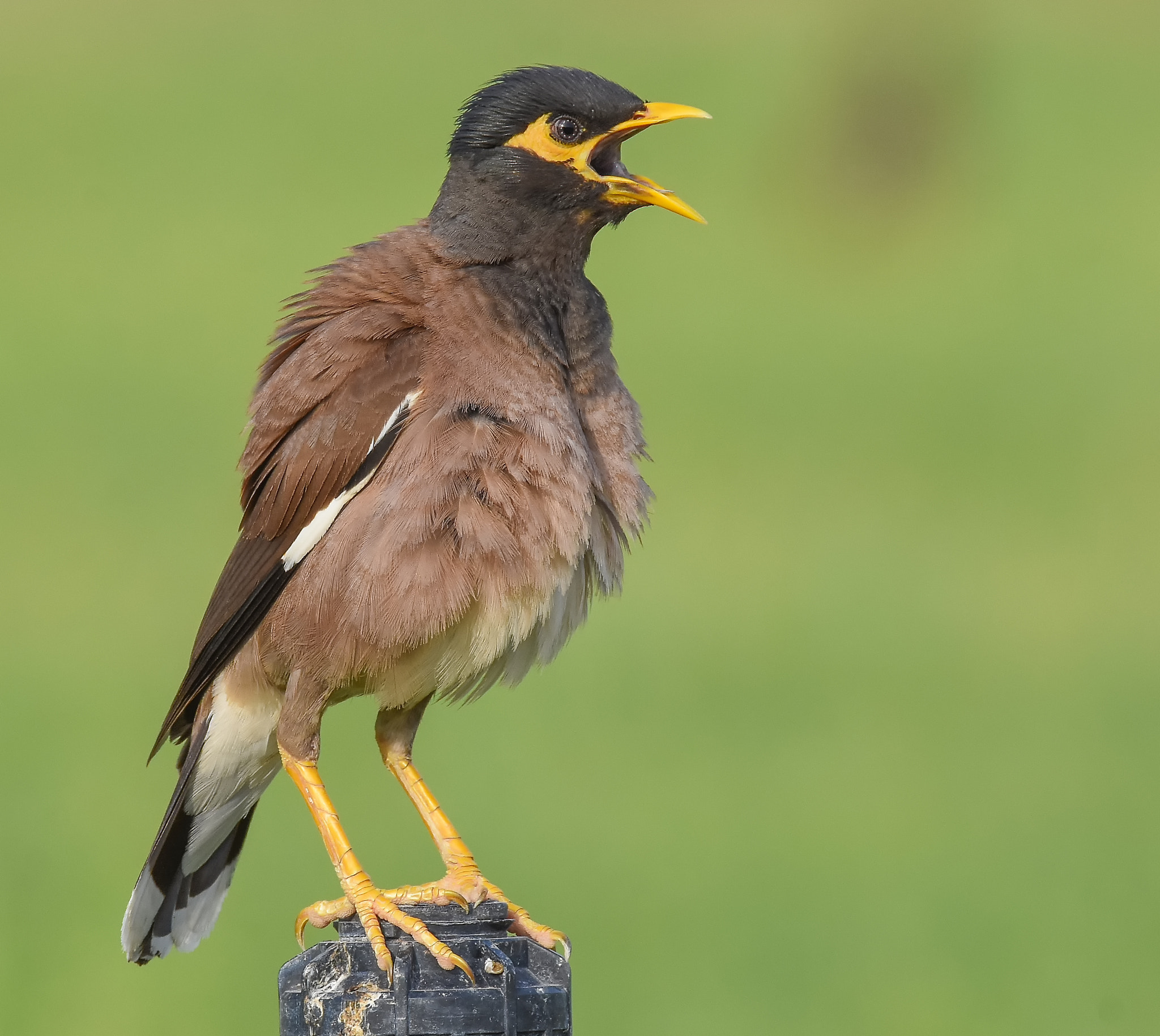 Sigma 150-600mm F5-6.3 DG OS HSM | S sample photo. Myna photography