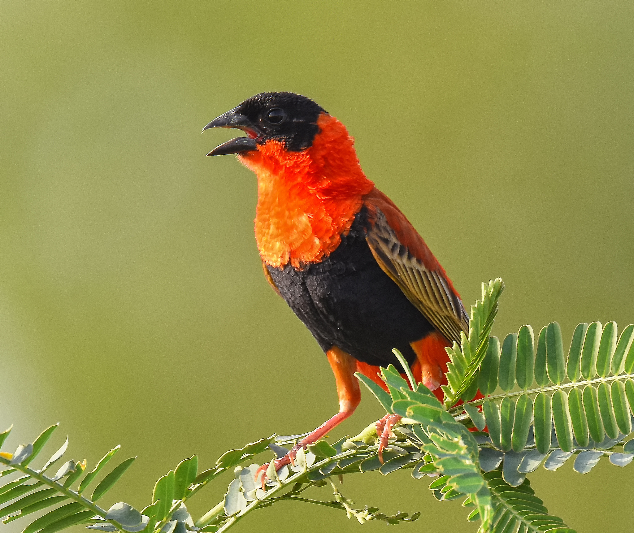 Sigma 150-600mm F5-6.3 DG OS HSM | S sample photo. Redbishobs photography