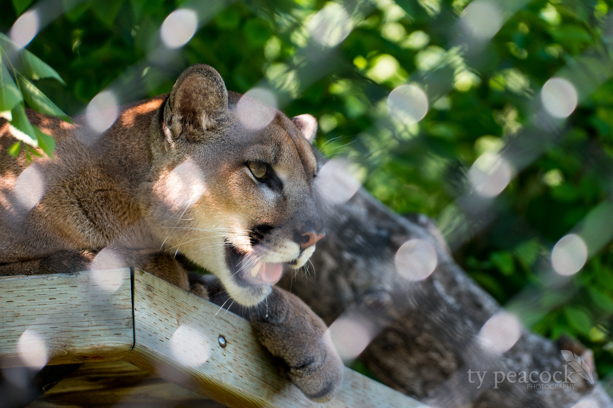 NX 50-150mm F2.8 S sample photo. Cougar. photography