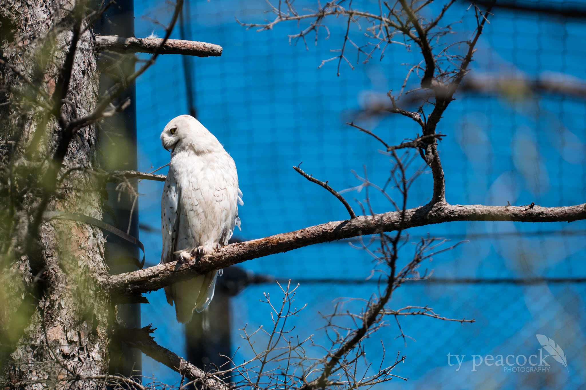 Samsung NX1 + NX 50-150mm F2.8 S sample photo. Snowy owl photography