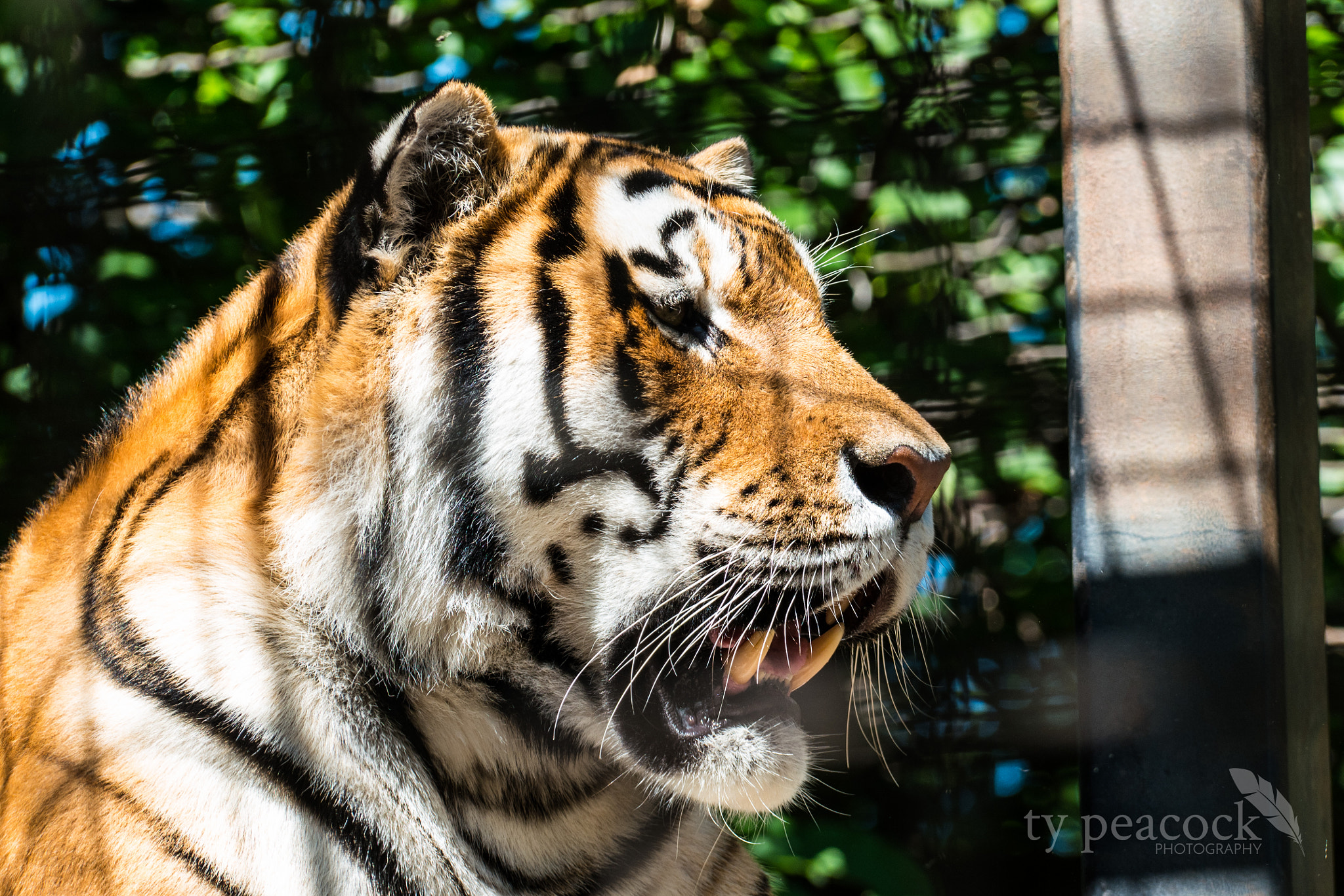 NX 50-150mm F2.8 S sample photo. Tiger photography
