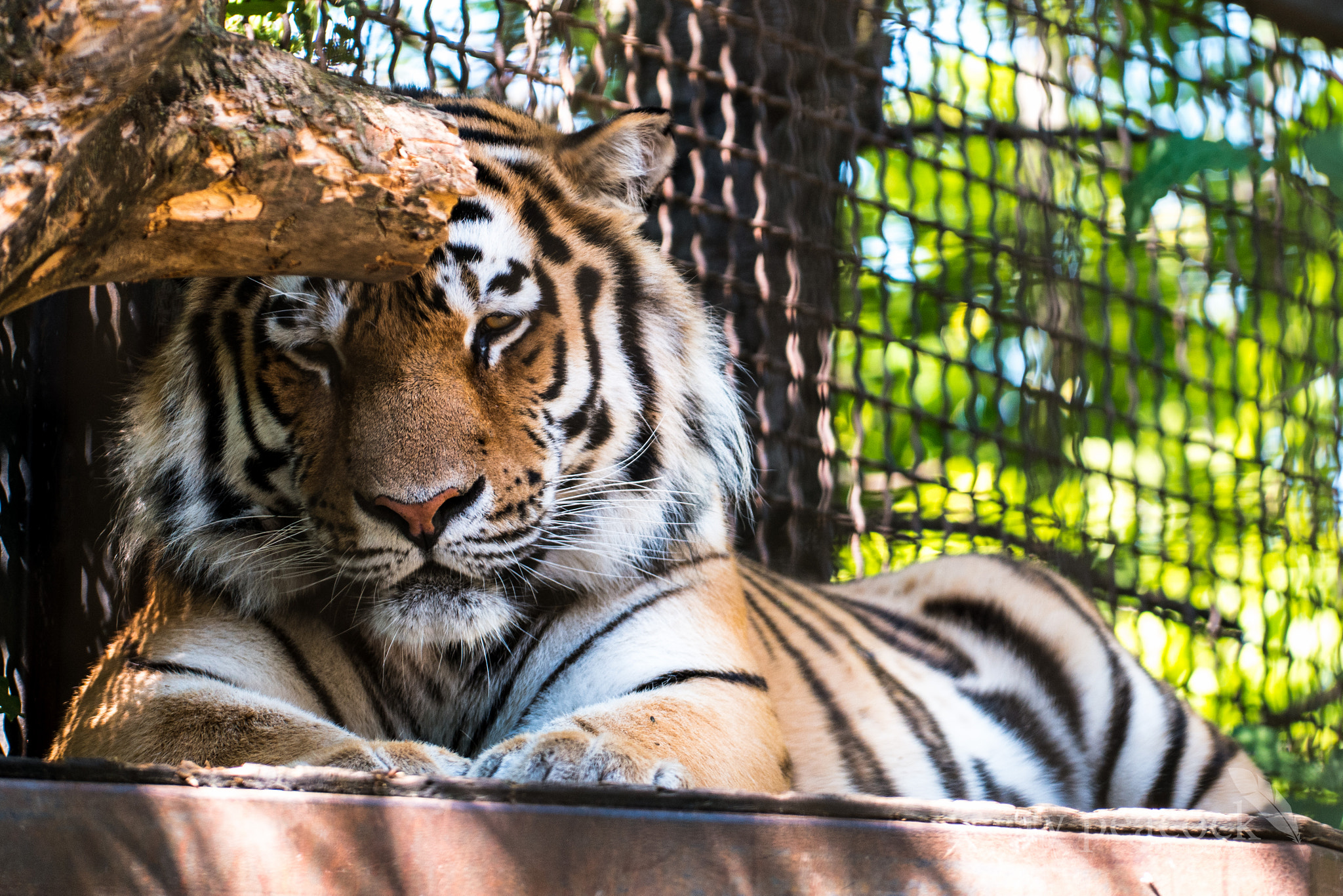 NX 50-150mm F2.8 S sample photo. Sleepy tiger photography