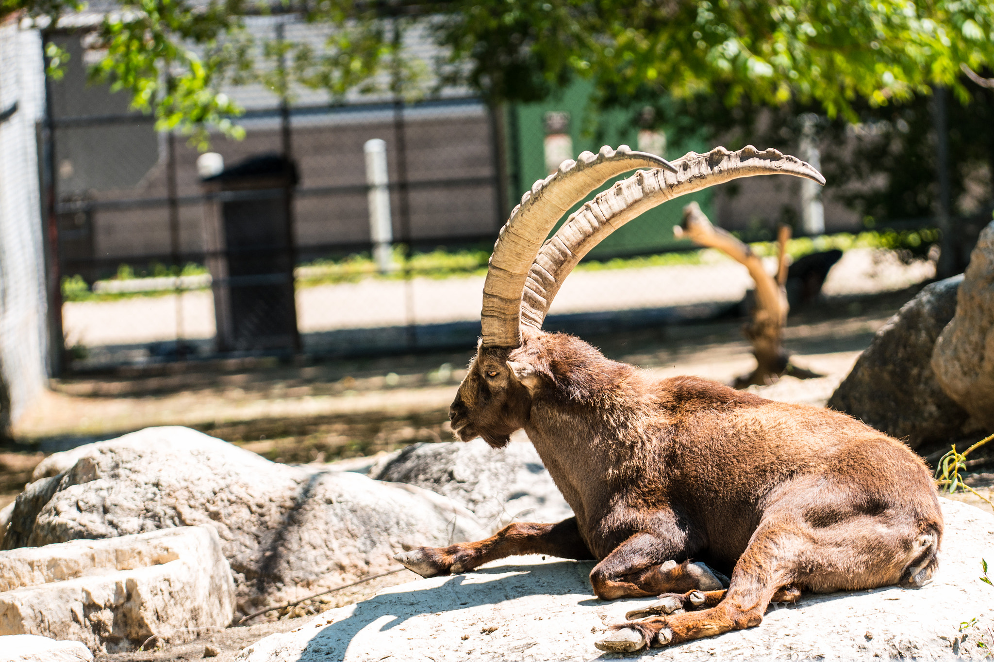 NX 50-150mm F2.8 S sample photo. Those horns though photography