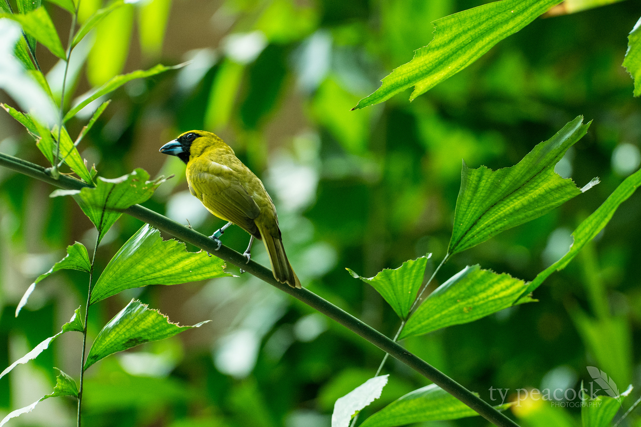 NX 50-150mm F2.8 S sample photo. Tropical bird photography