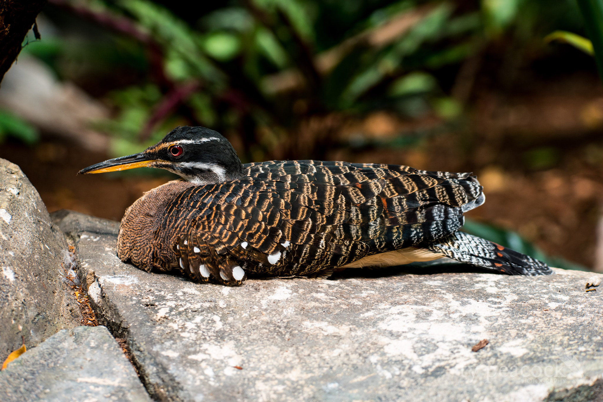 Samsung NX1 + NX 50-150mm F2.8 S sample photo. Tropical bird photography