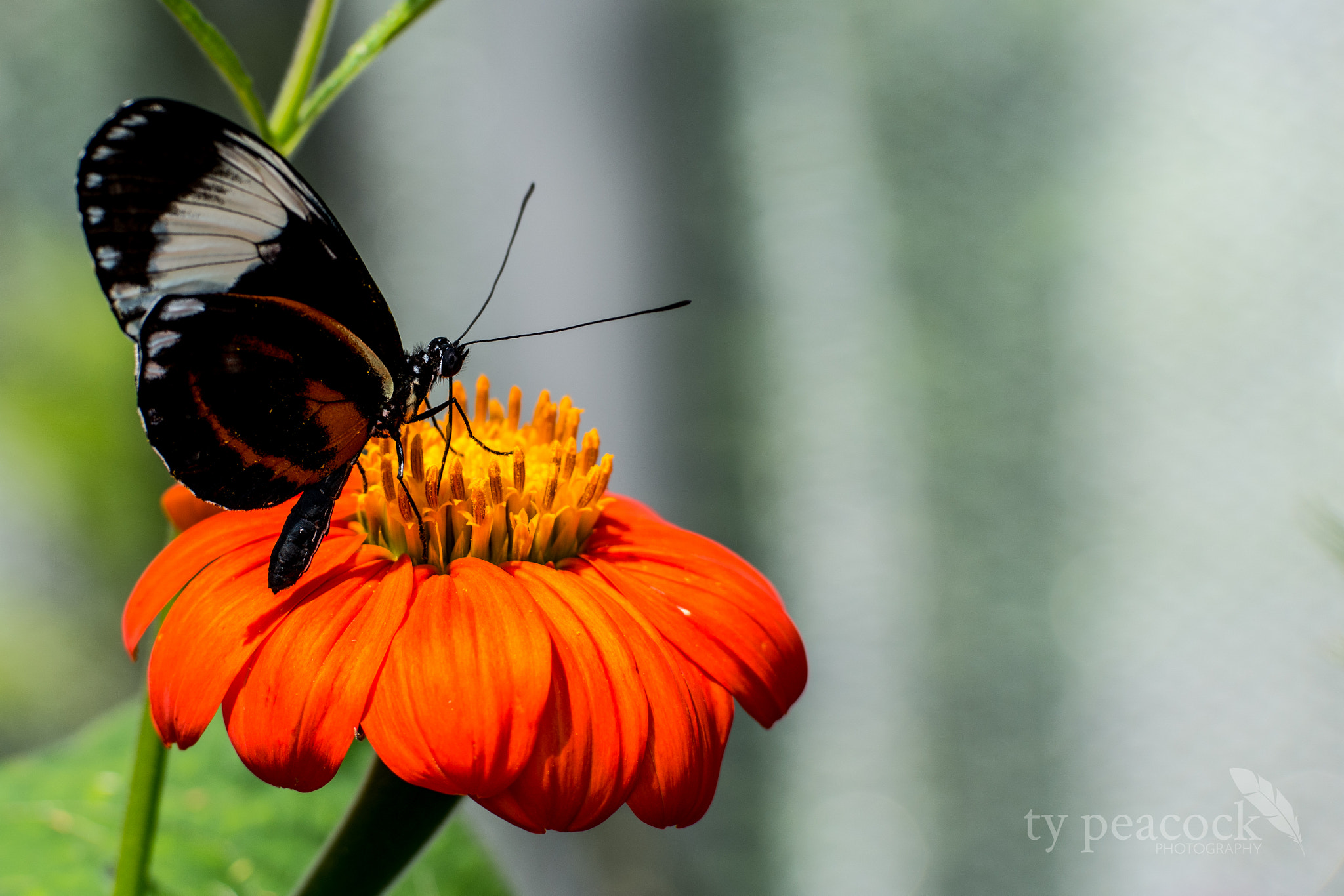 Samsung NX1 + NX 50-150mm F2.8 S sample photo. Butterfly photography