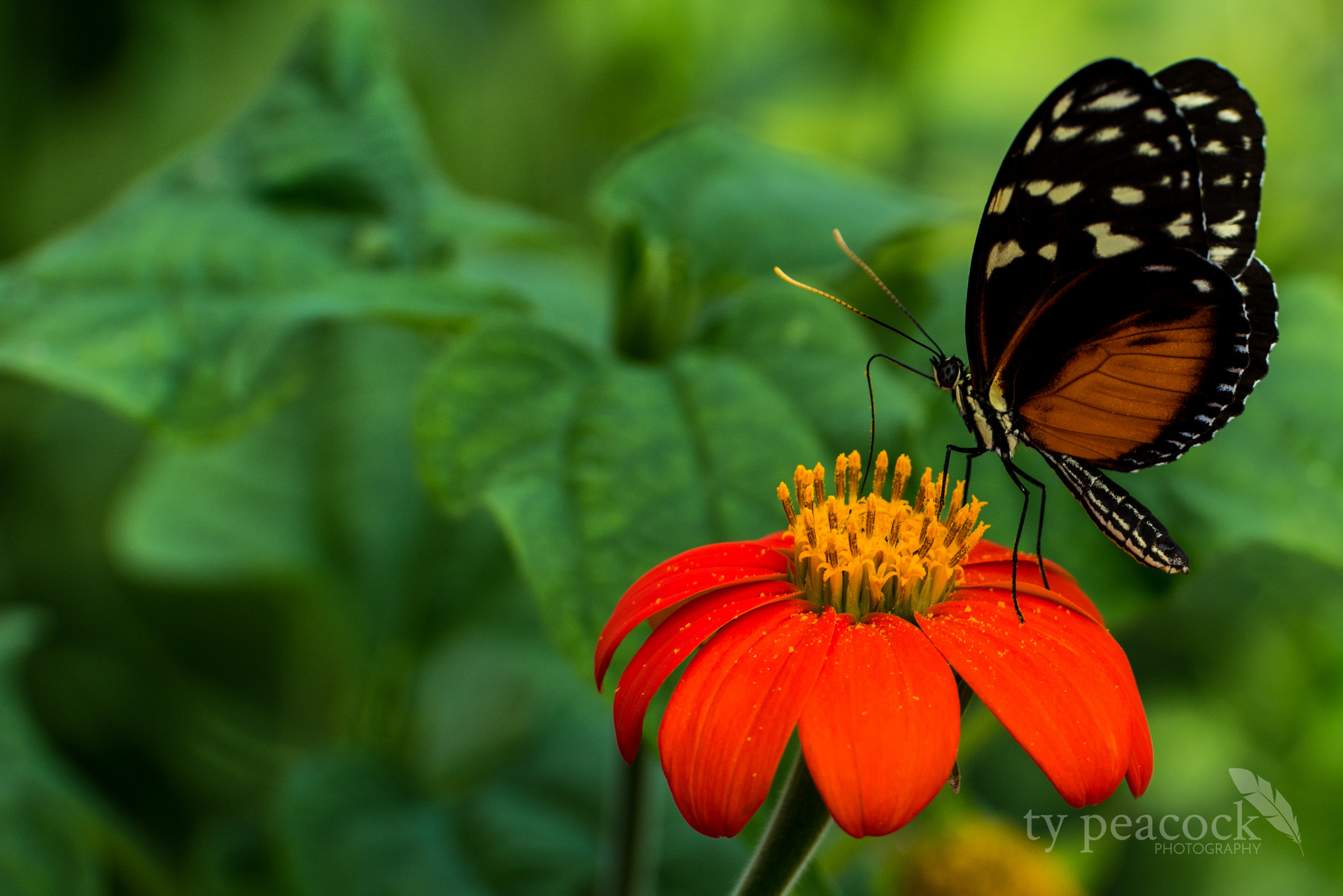 Samsung NX1 + NX 50-150mm F2.8 S sample photo. Butterfly photography