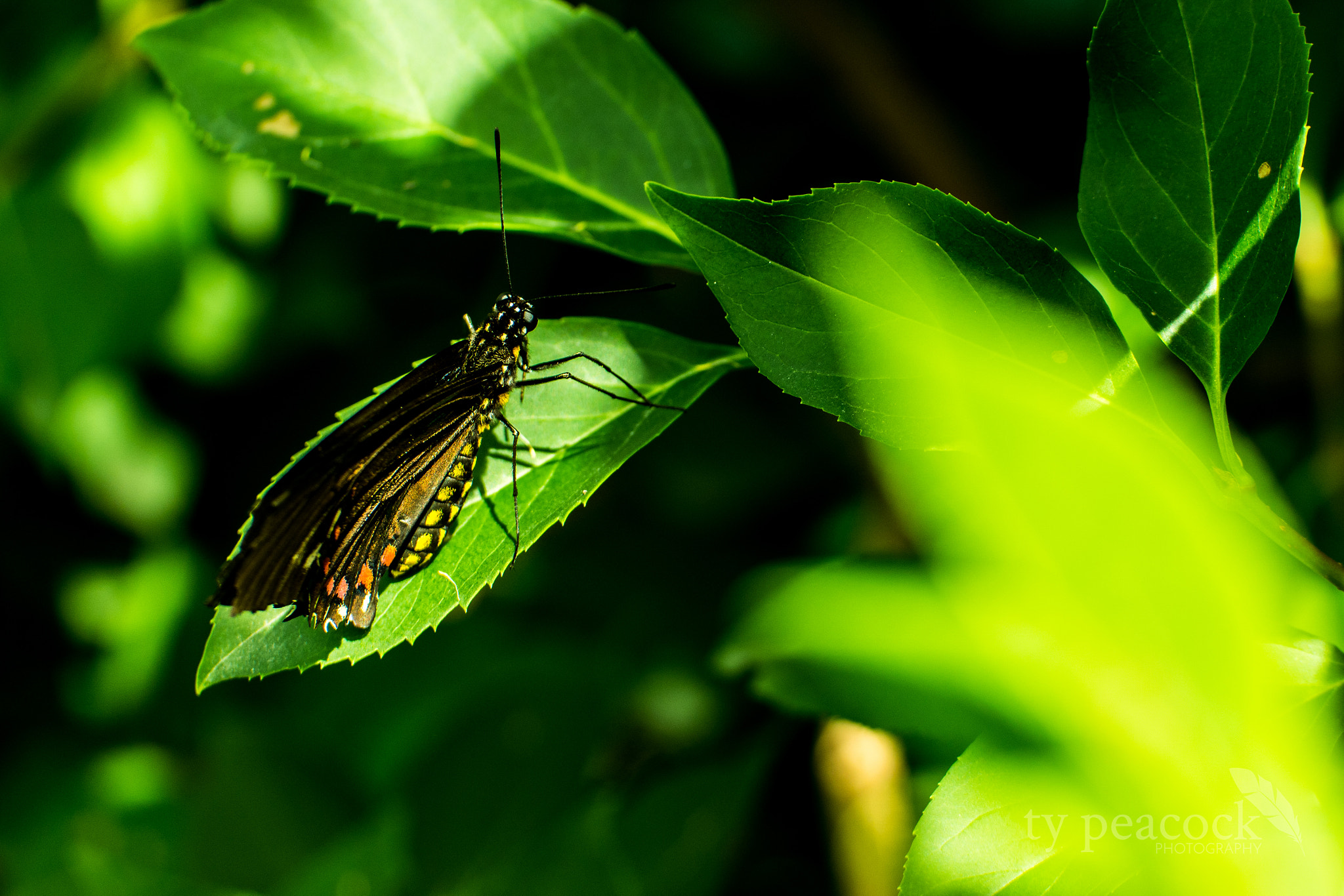 Samsung NX1 + NX 50-150mm F2.8 S sample photo. Butterfly photography