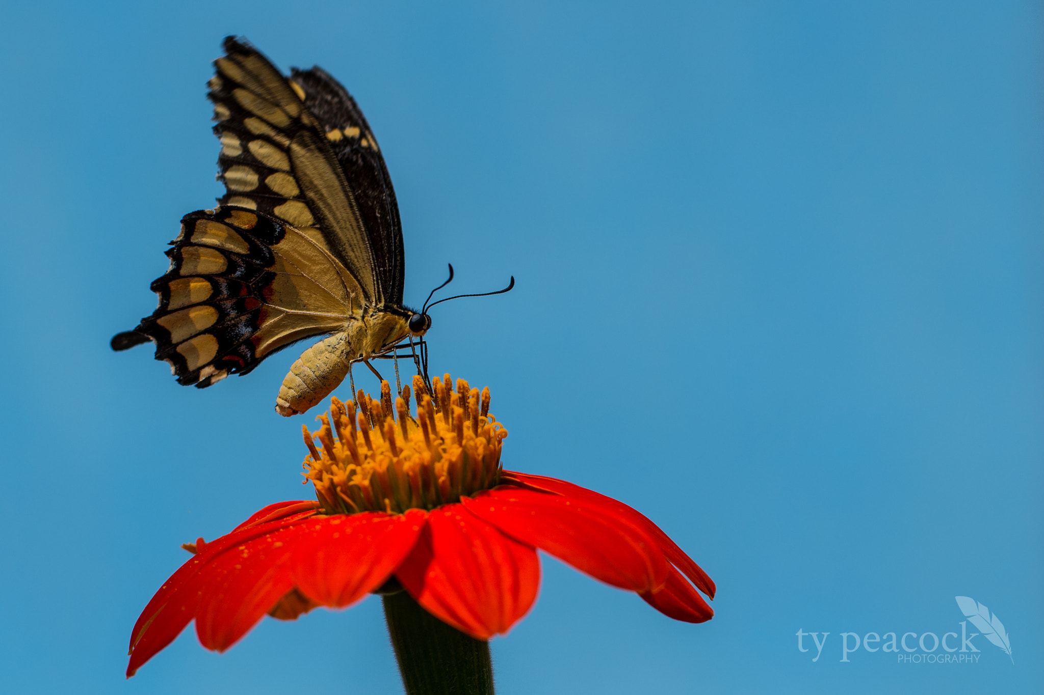 NX 50-150mm F2.8 S sample photo. Butterfly photography