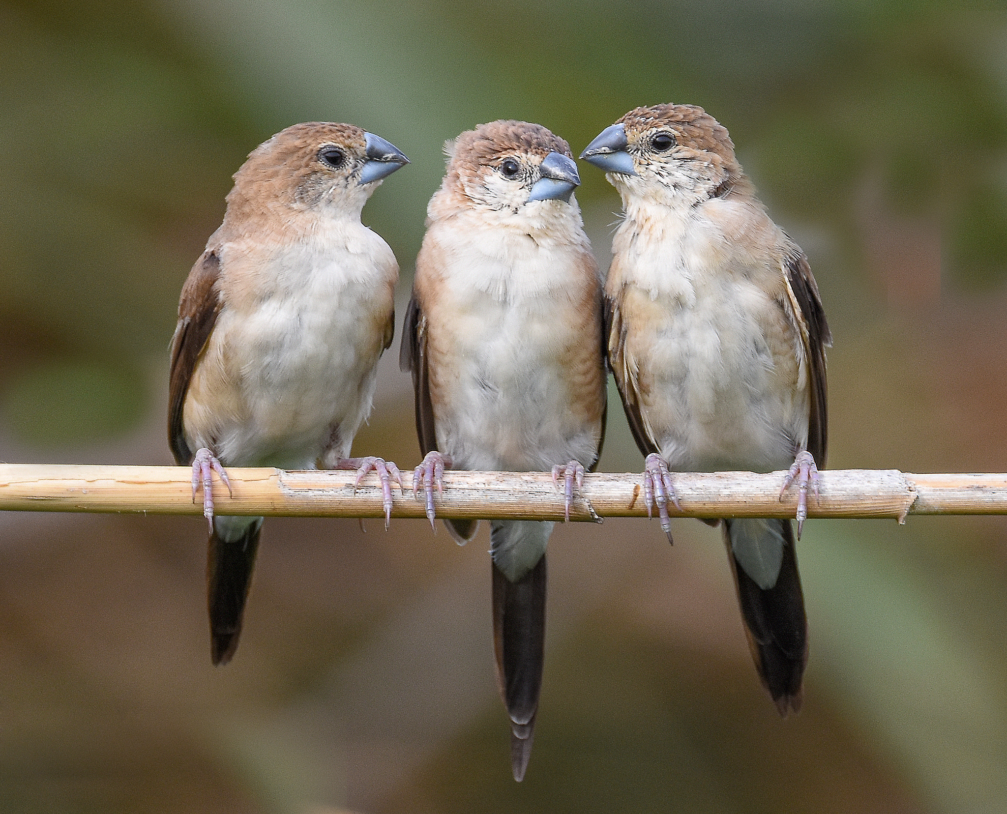 Sigma 150-600mm F5-6.3 DG OS HSM | S sample photo. Silverbill photography