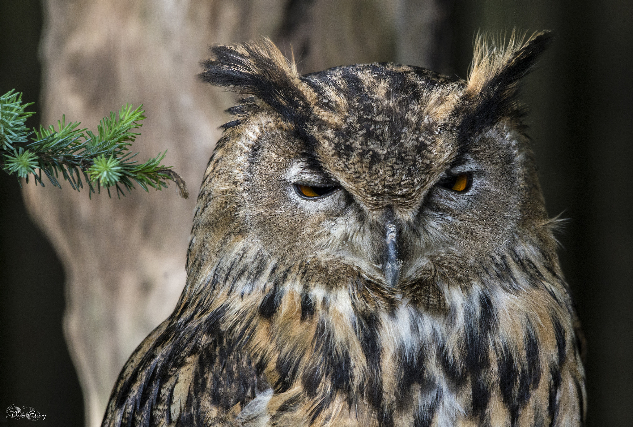 Sigma 120-400mm F4.5-5.6 DG OS HSM sample photo. Owl photography