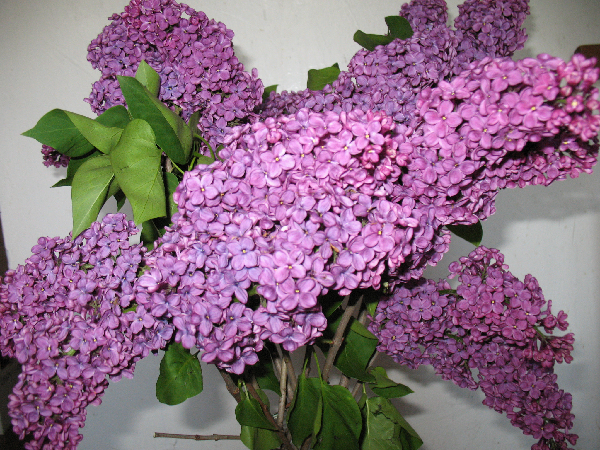 Canon POWERSHOT A630 sample photo. Lilac flowers. photography