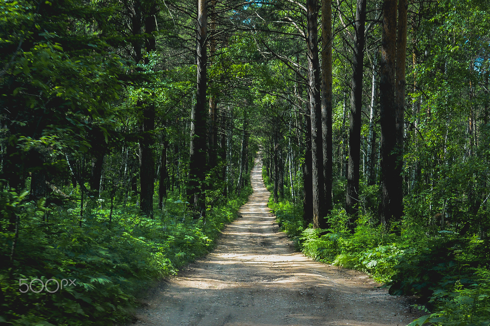 Nikon 1 J3 sample photo. Forest road photography