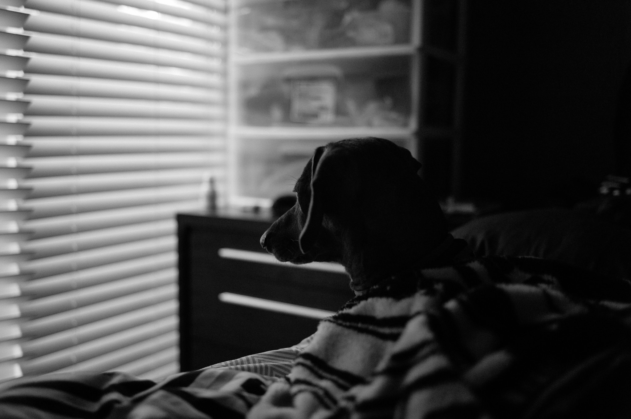 Leica M9 + Leica Summicron-M 35mm F2 ASPH sample photo. My baby. a miniature dachshund filled with love. photography