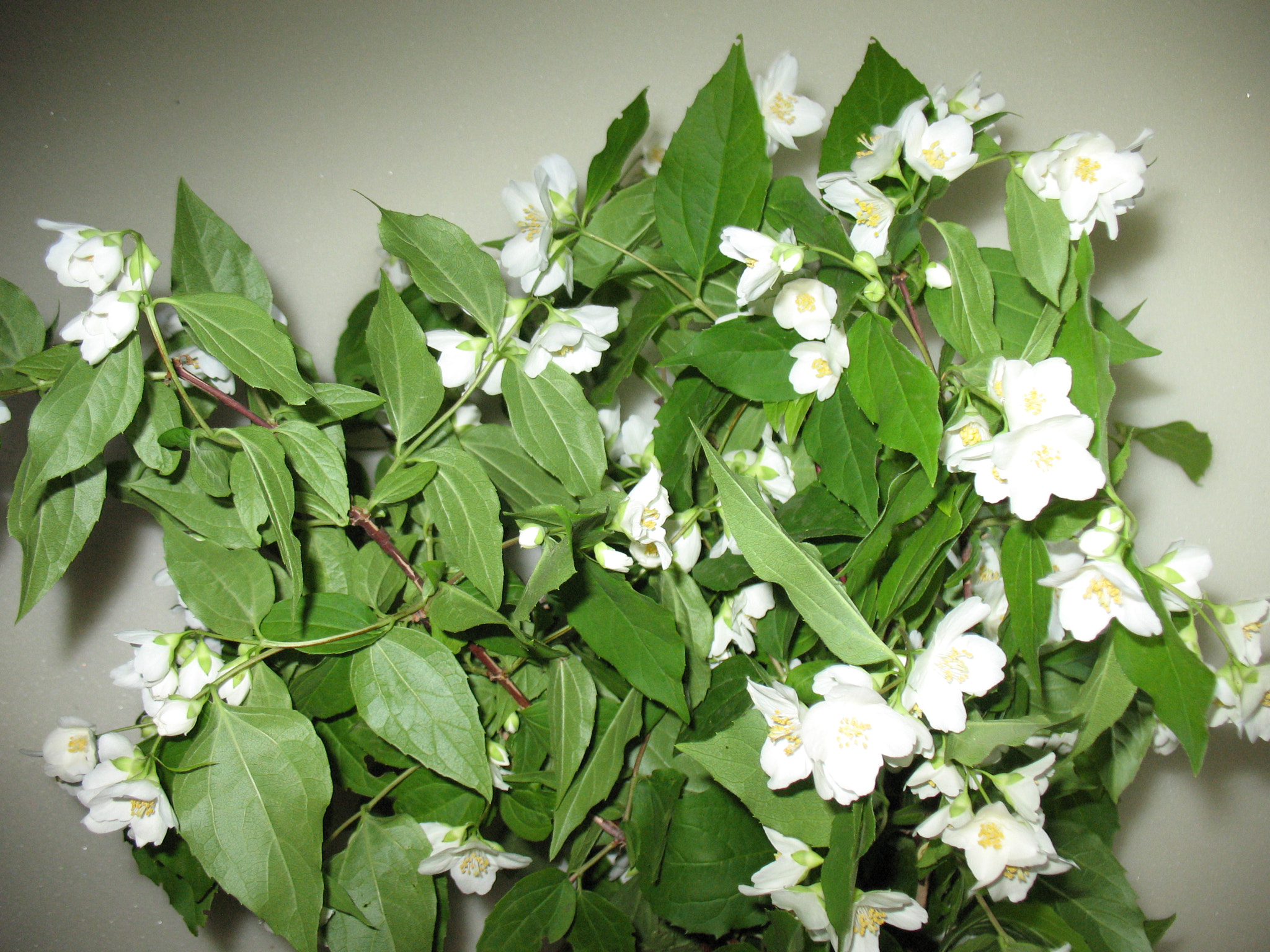 Canon POWERSHOT A630 sample photo. Branch of fragrant blooming chebushnika. photography