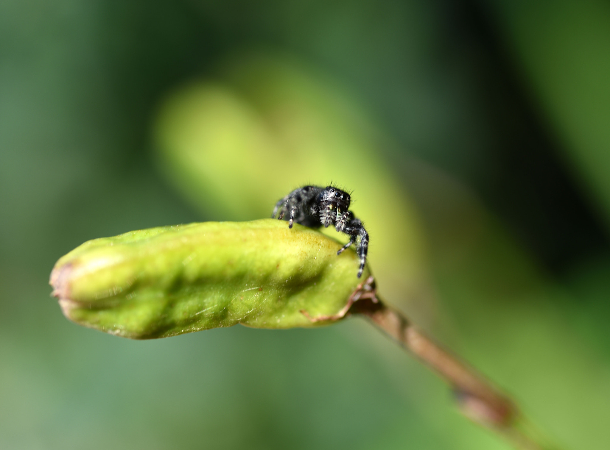 Nikon AF Micro-Nikkor 60mm F2.8D sample photo. Smiling spider photography