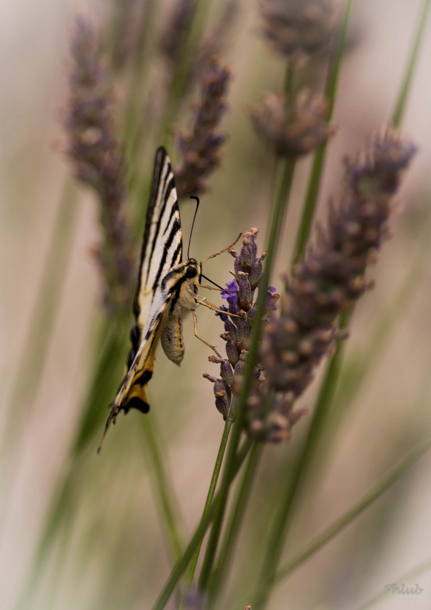 Pentax smc DA* 300mm F4.0 ED (IF) SDM sample photo. Papillon photography