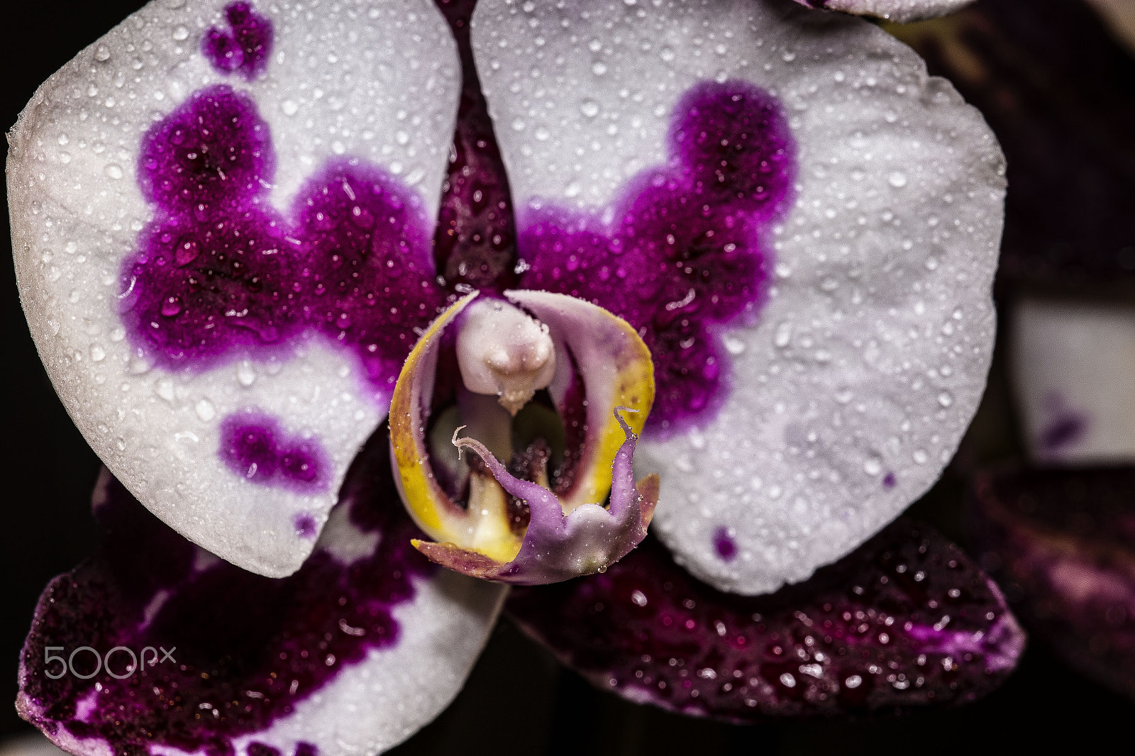 Sigma APO Macro 180mm F2.8 EX DG OS HSM sample photo. Polka dot orchid photography