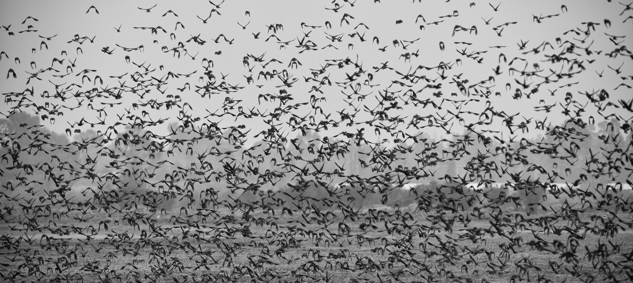 Sigma 150-500mm F5-6.3 DG OS HSM sample photo. Black birds............. ¡many! photography