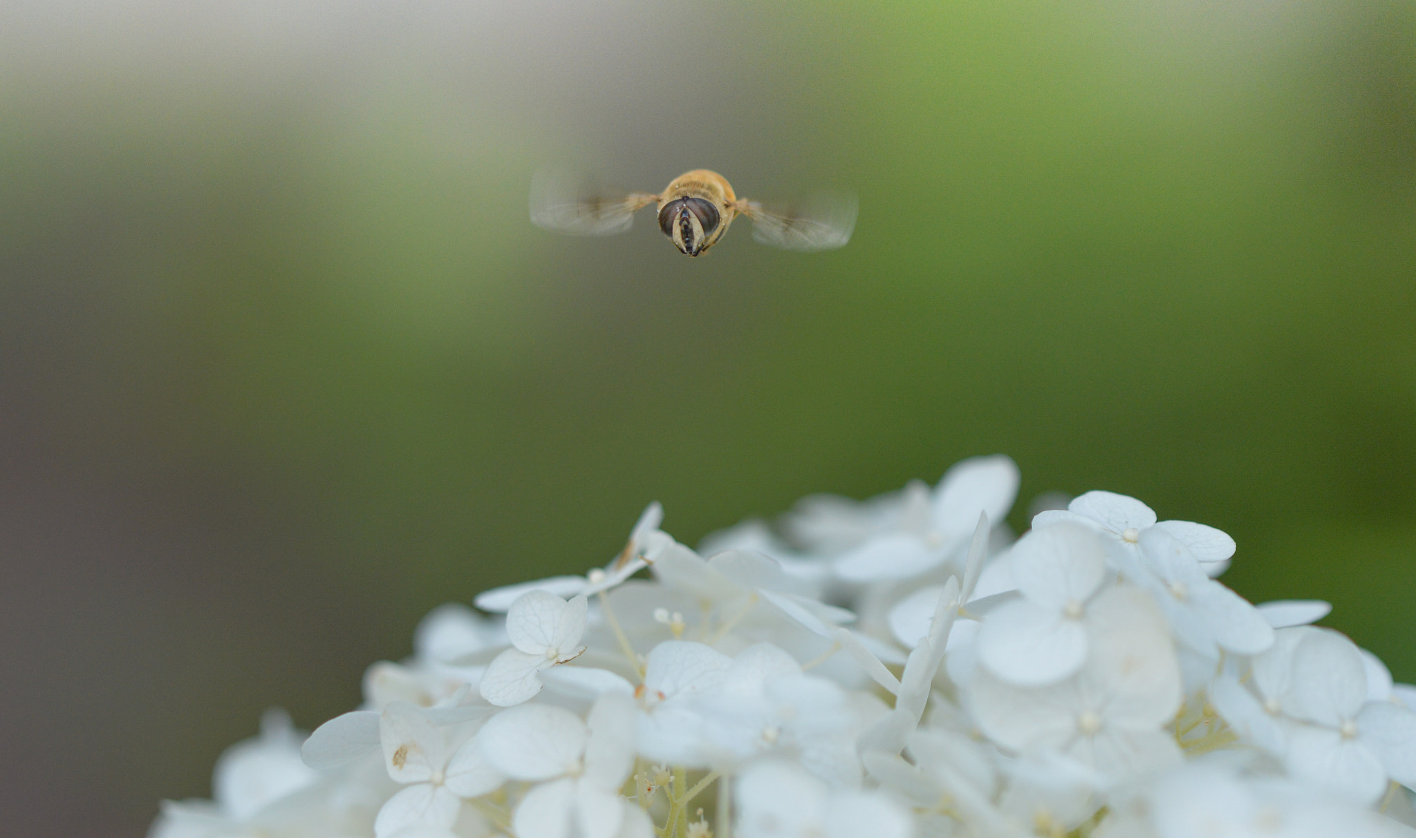 Tamron SP 90mm F2.8 Di VC USD 1:1 Macro (F004) sample photo. Hoverfly landing photography