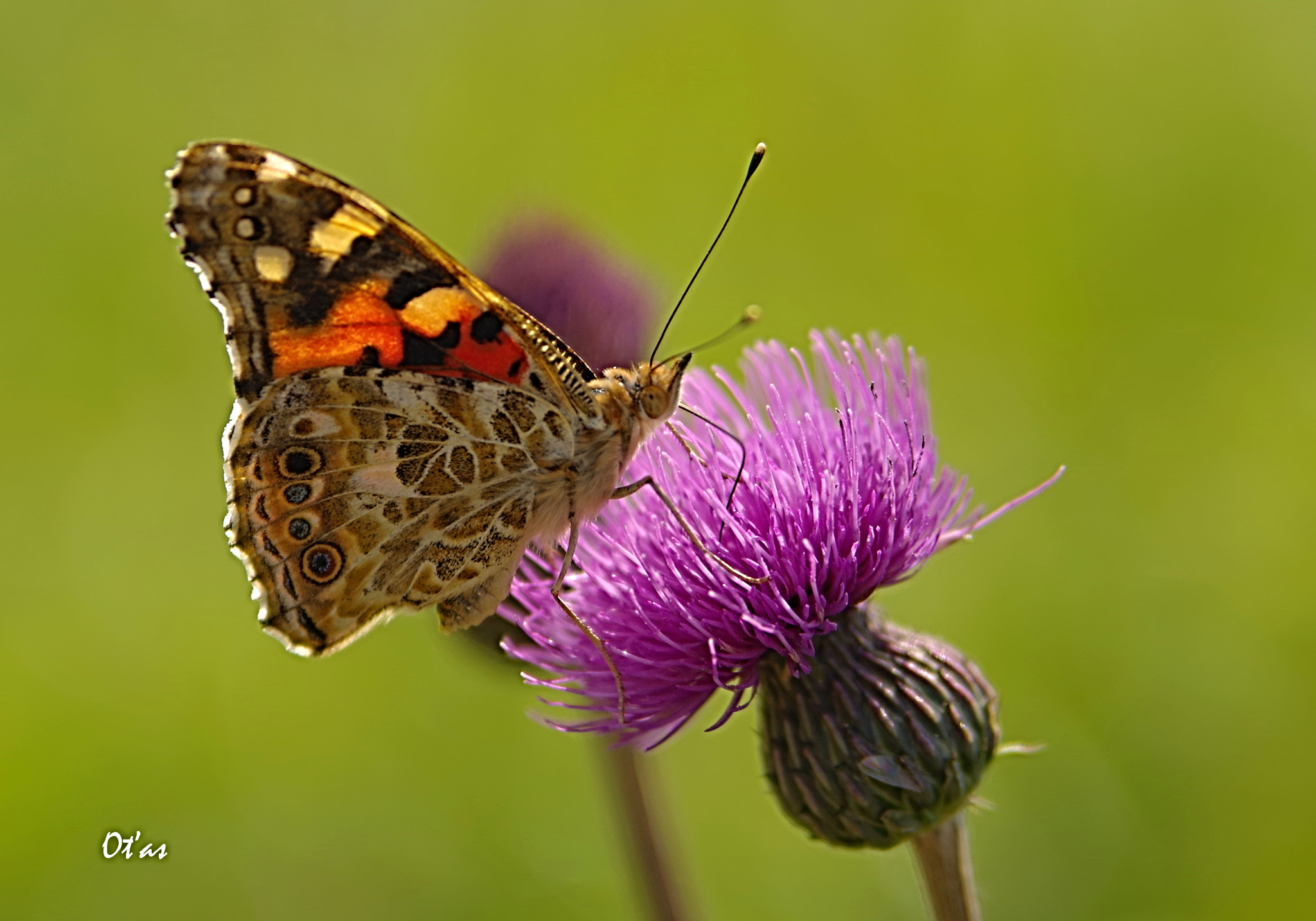 Tamron AF 28-75mm F2.8 XR Di LD Aspherical (IF) sample photo. In the ditch iii photography