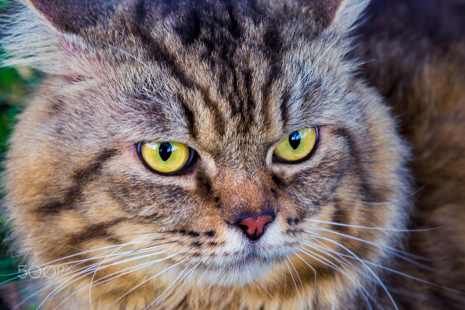 Fujifilm X-E2 + Fujifilm XF 60mm F2.4 R Macro sample photo. Portrait of brown-eyed cat photography