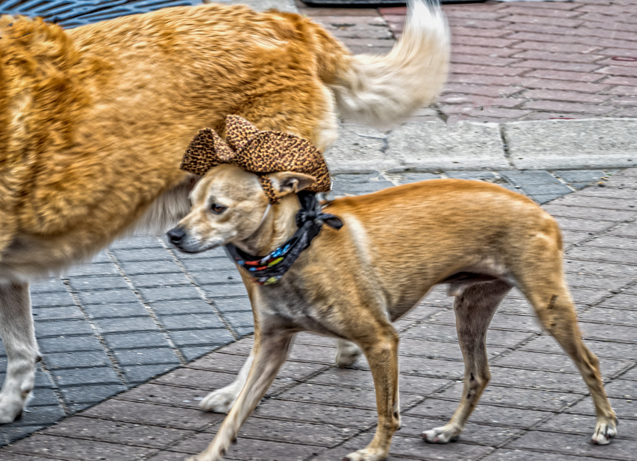 Panasonic Lumix G X Vario 35-100mm F2.8 OIS sample photo. Cowpokes photography