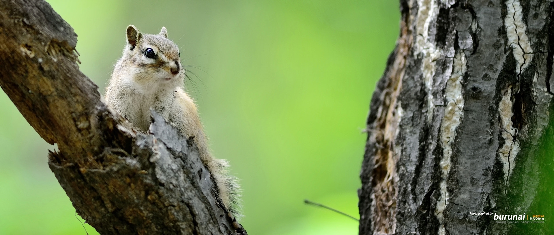 Nikon D800 + Nikkor 500mm f/4 P ED IF sample photo. Chipmunk photography