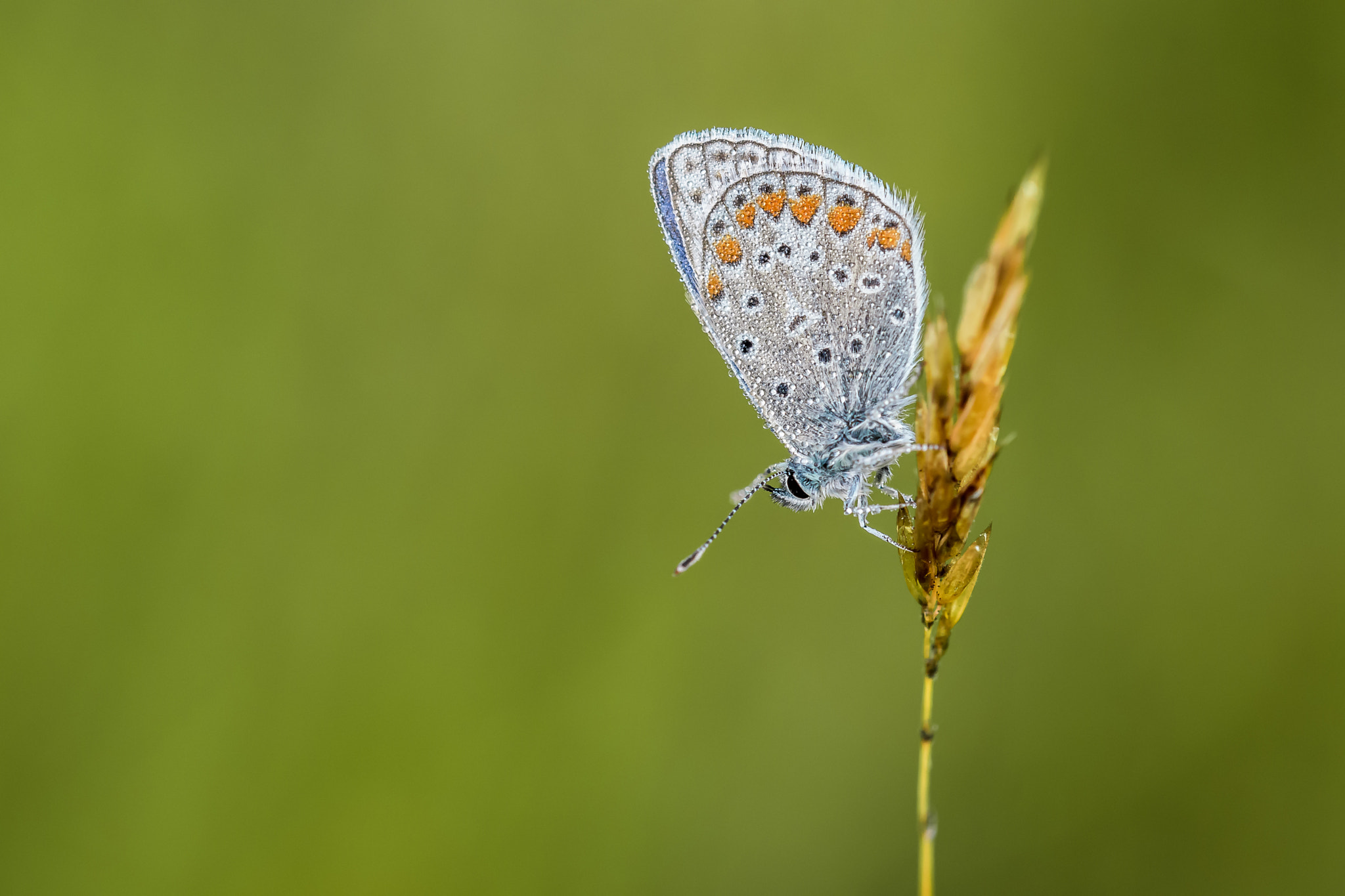 Sigma 150mm F2.8 EX DG OS Macro HSM sample photo. Polyommatus icarus photography
