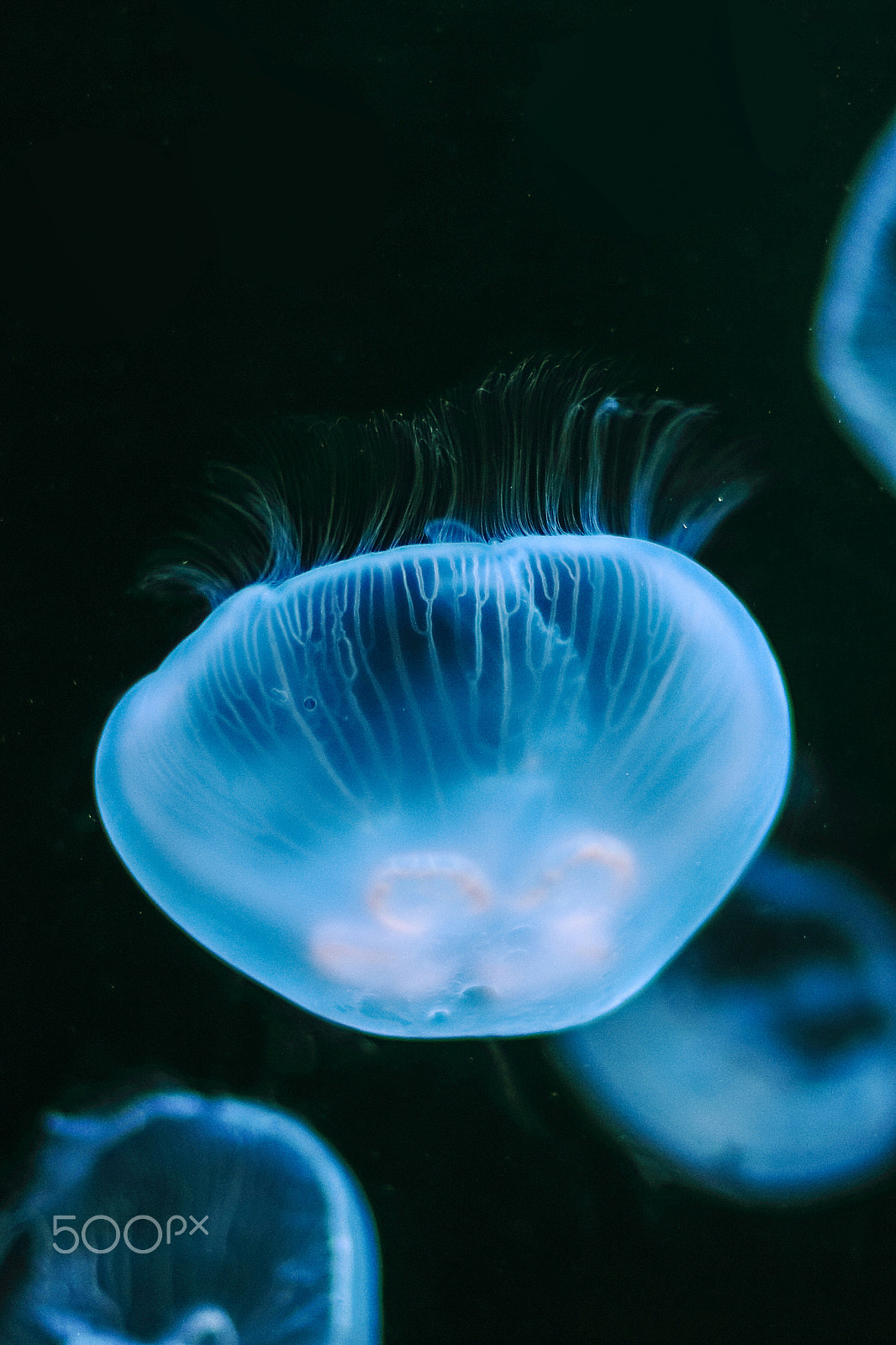 Canon EF 50mm F1.4 USM sample photo. Jelly fish image photography