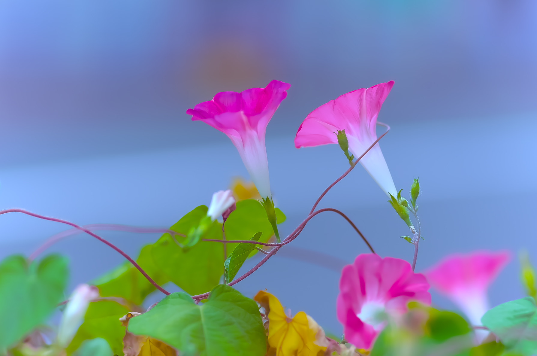 Pentax K-50 + Pentax smc D-FA 100mm F2.8 Macro WR sample photo. Asagao（朝顔） photography