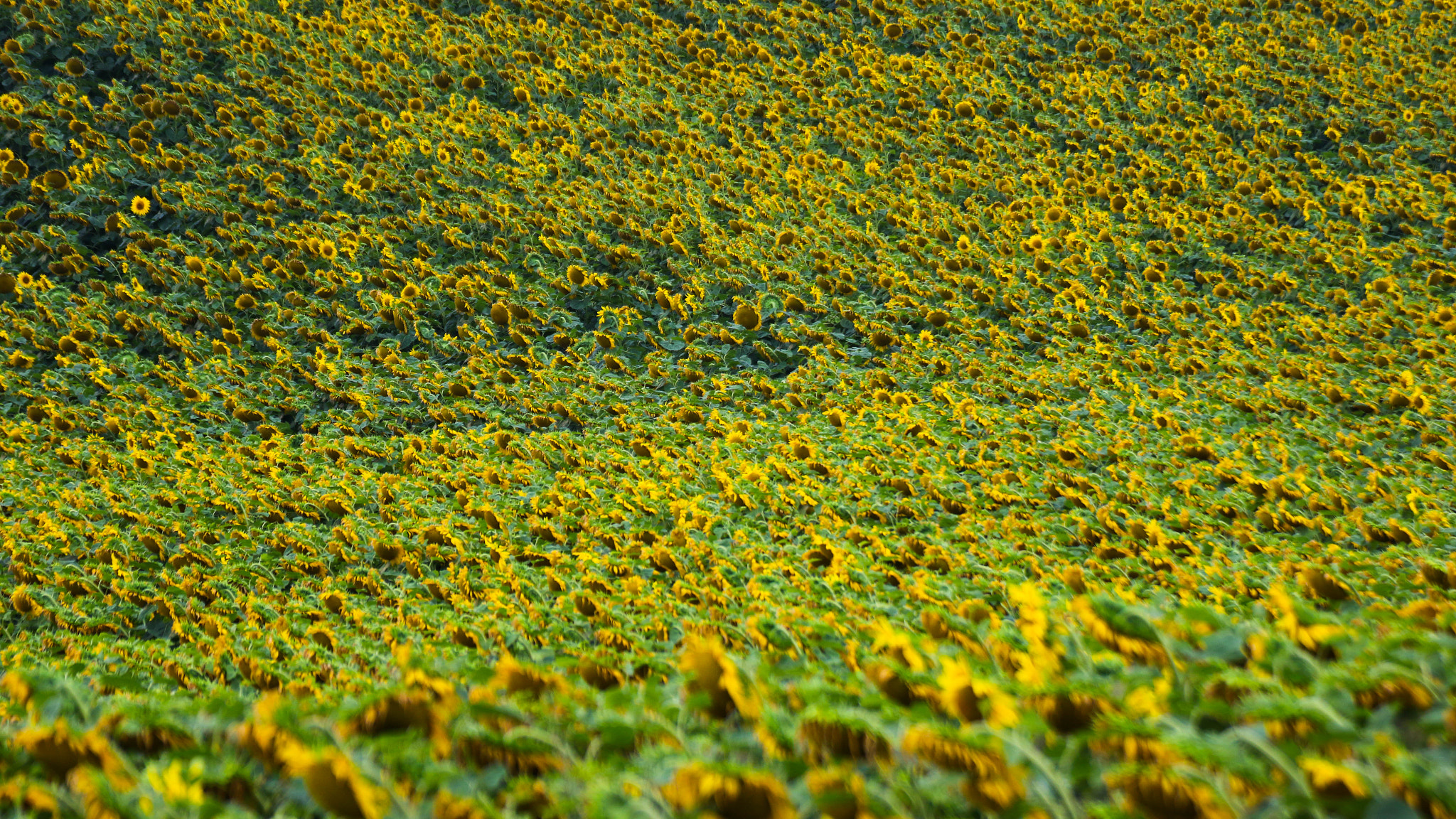 Tamron SP 35mm F1.8 Di VC USD sample photo. Sunflowers photography