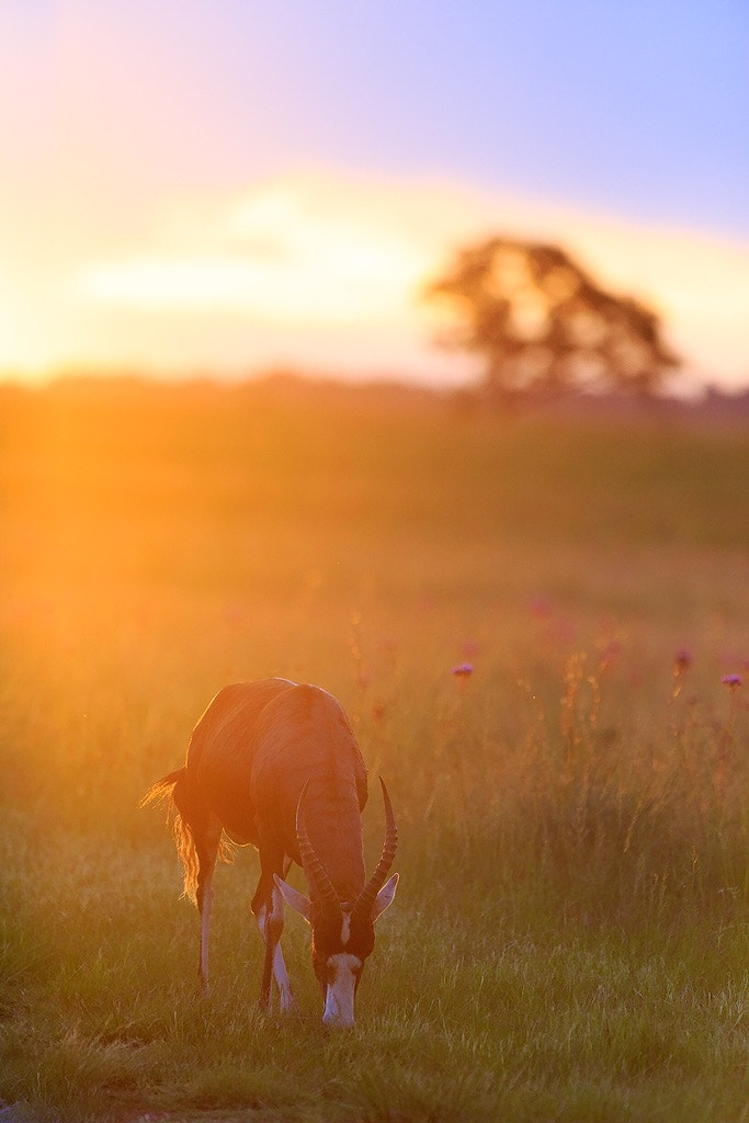 Canon EOS 6D + Canon EF 300mm F2.8L IS USM sample photo. Blesbok in golden light photography