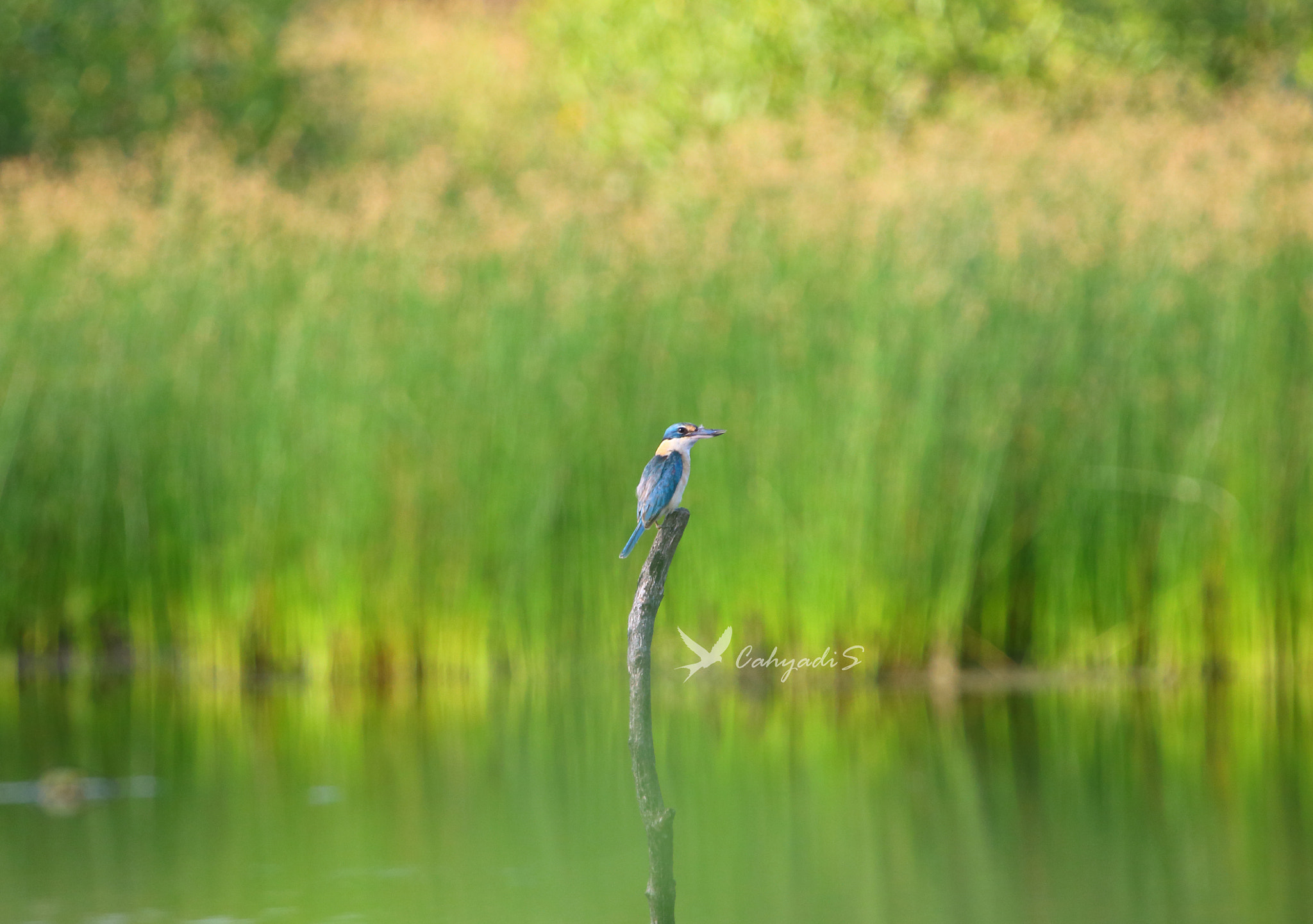 Canon EOS 70D + Canon EF 100-400mm F4.5-5.6L IS USM sample photo. Blue bird photography