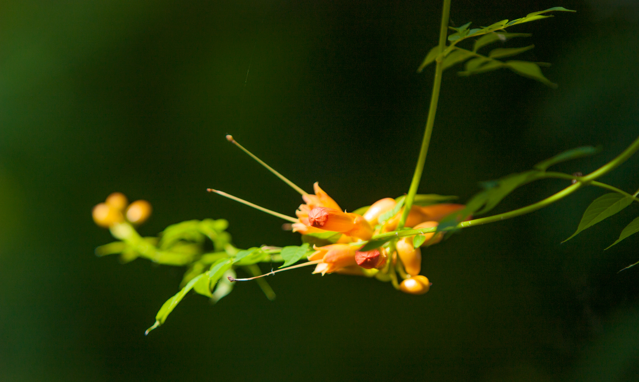 Canon EF 70-200mm F2.8L IS USM sample photo. Good morning! photography