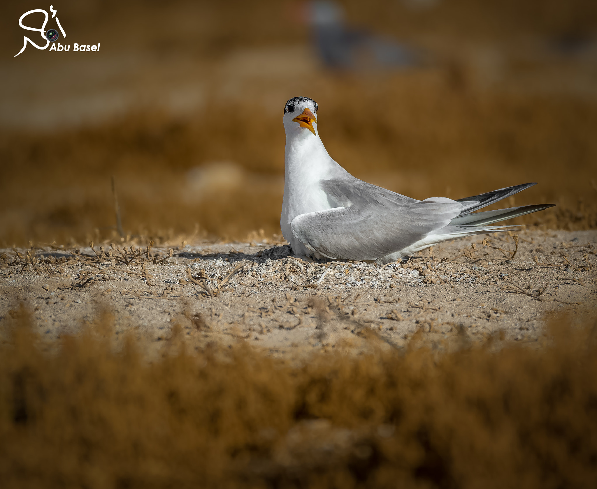 Sigma 150-600mm F5-6.3 DG OS HSM | S sample photo