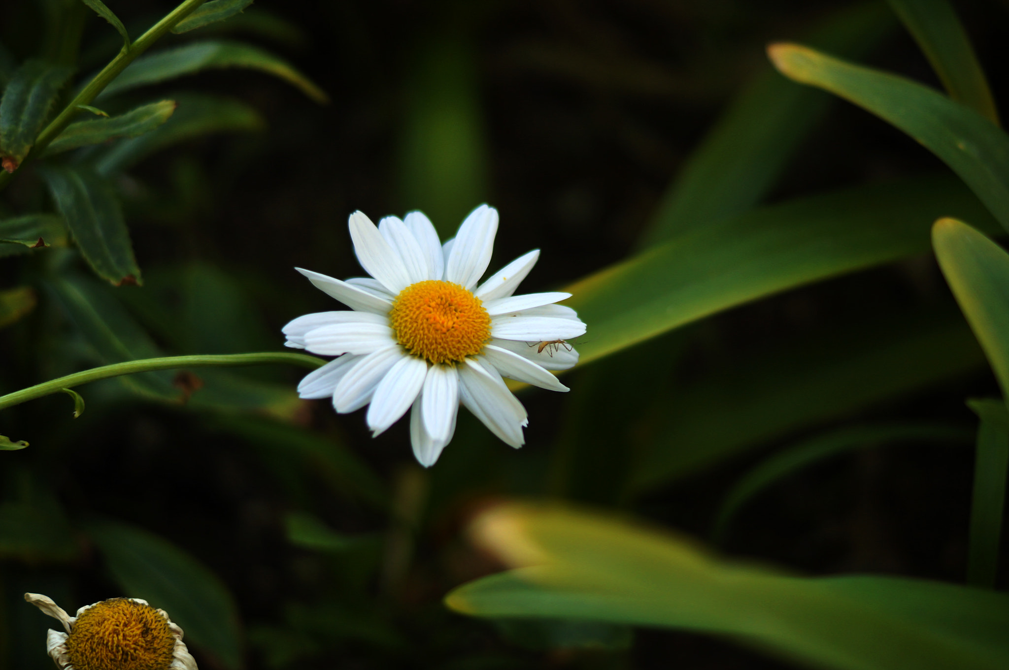 Sony SLT-A37 + Sony DT 50mm F1.8 SAM sample photo. Papatya ... photography