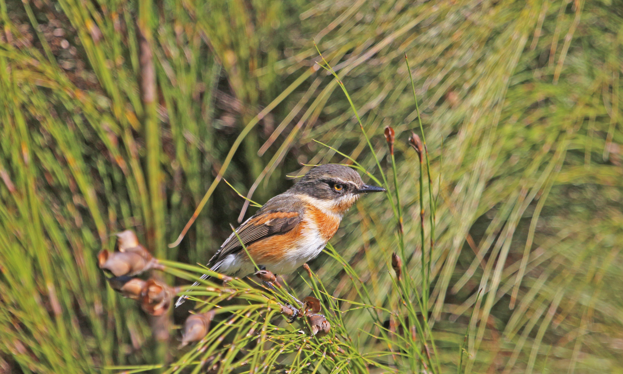 Canon EF 100-400mm F4.5-5.6L IS USM sample photo. Cape batis. photography