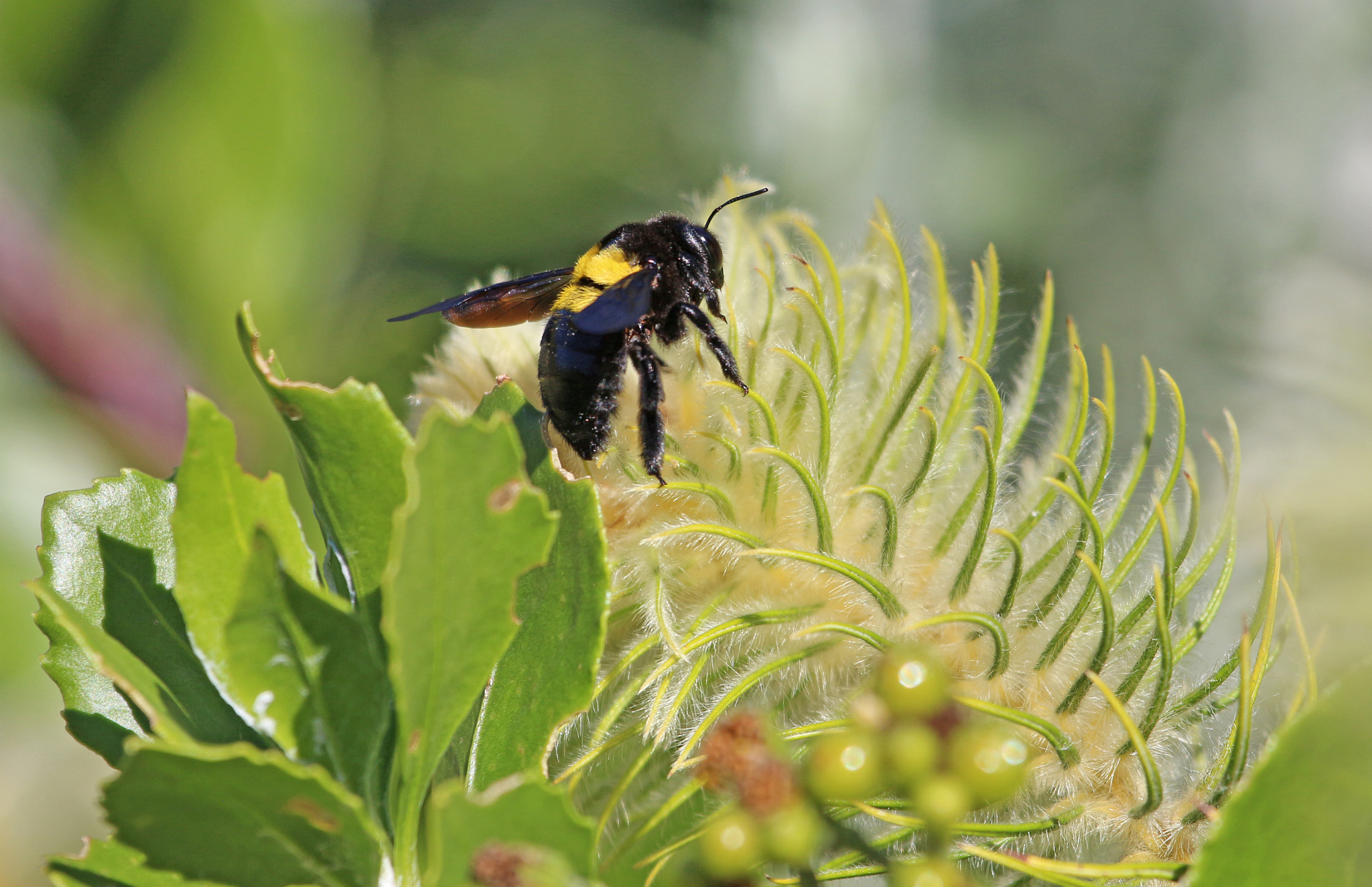 Canon EF 100-400mm F4.5-5.6L IS USM sample photo. Carpenter bee. photography