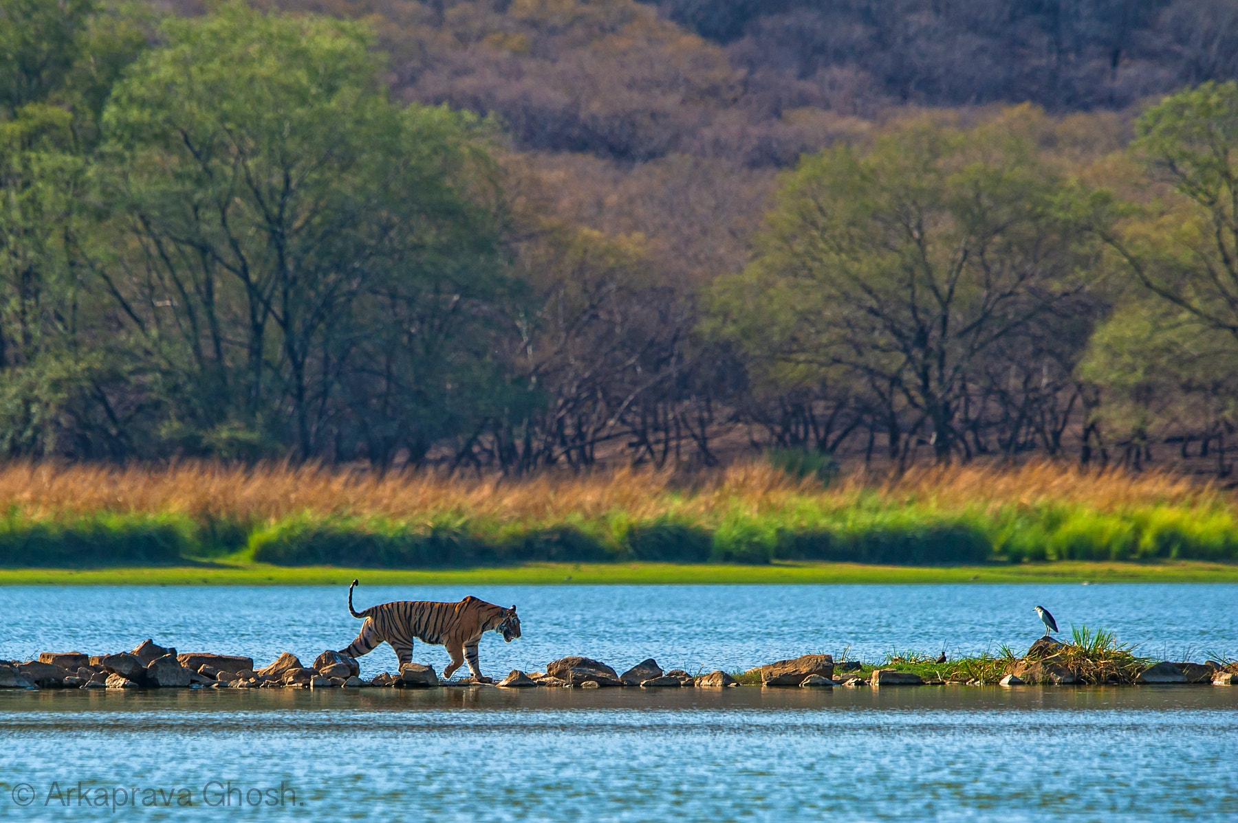 Nikon D700 + Nikon AF-S Nikkor 600mm F4G ED VR sample photo. Tiger, india. photography