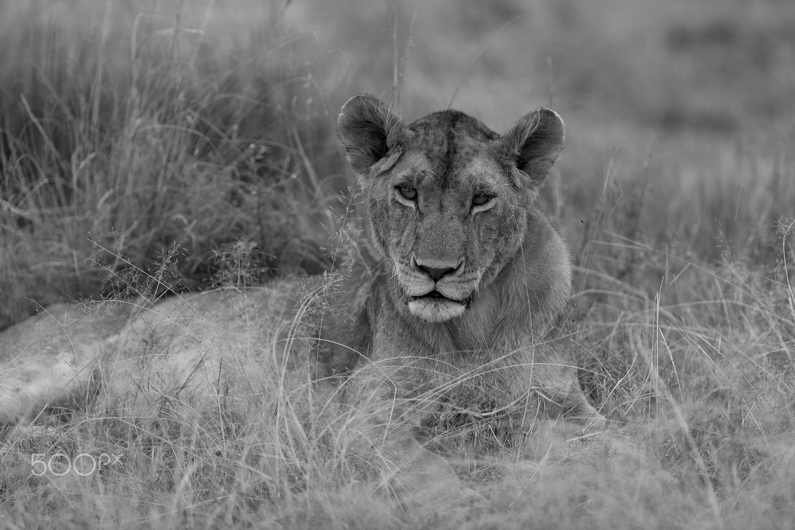 Nikon AF-S Nikkor 300mm F2.8G ED VR II sample photo. Lioness in the grass photography