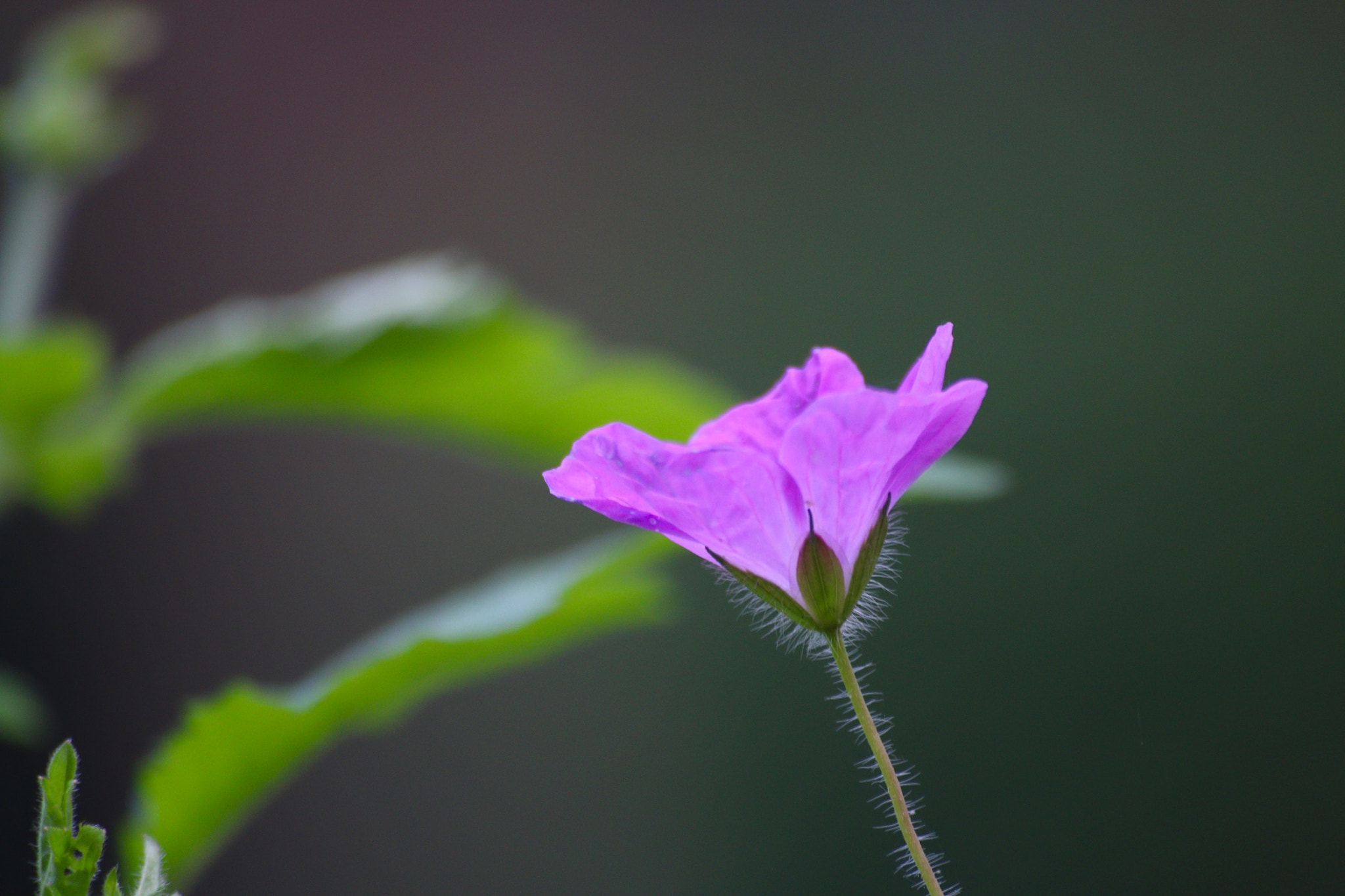 Canon EOS 70D + Canon 70-300mm sample photo. Pink flower in the garden. photography